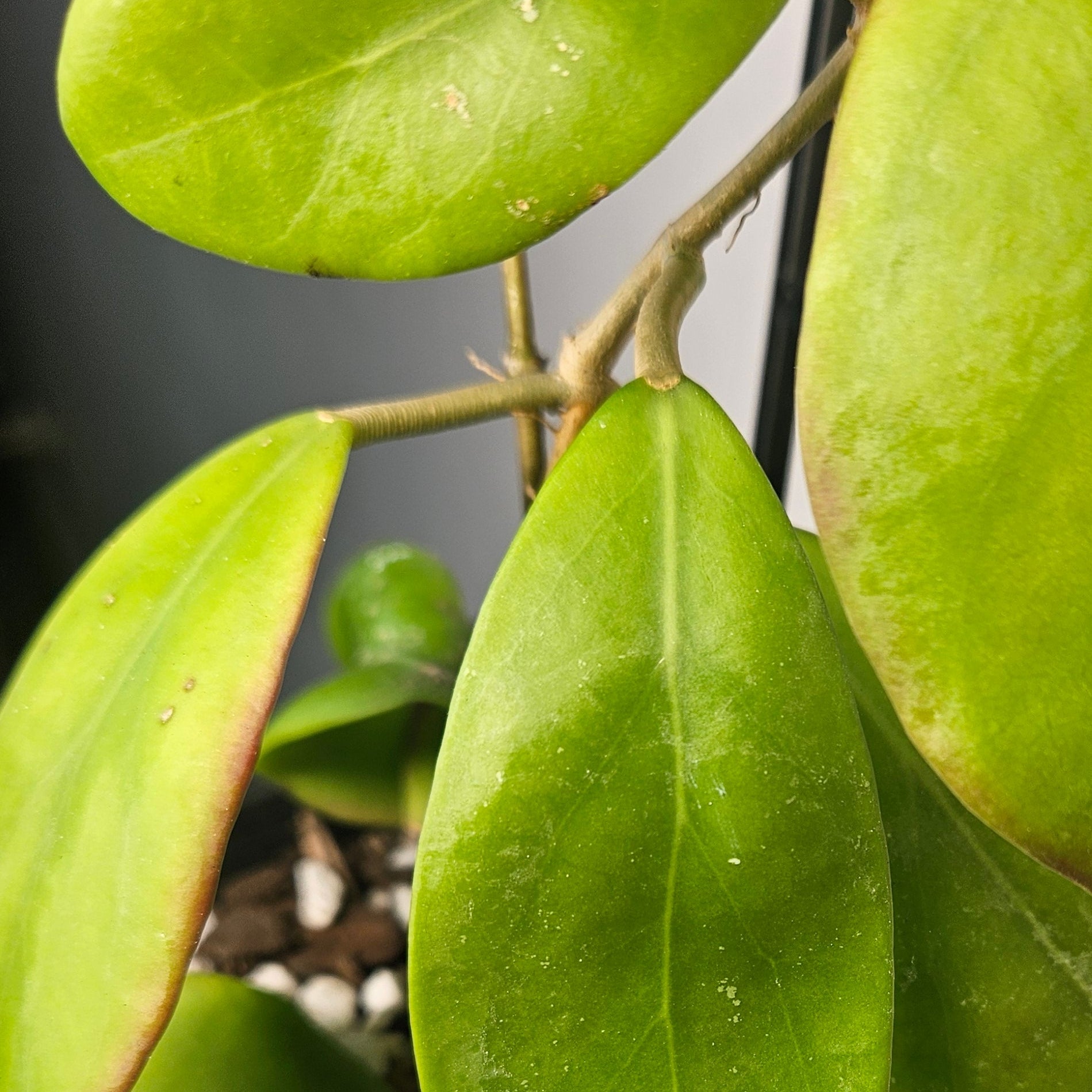 Hoya ‘Black Dragon’ – Rare Dark Blooming Wax Plant