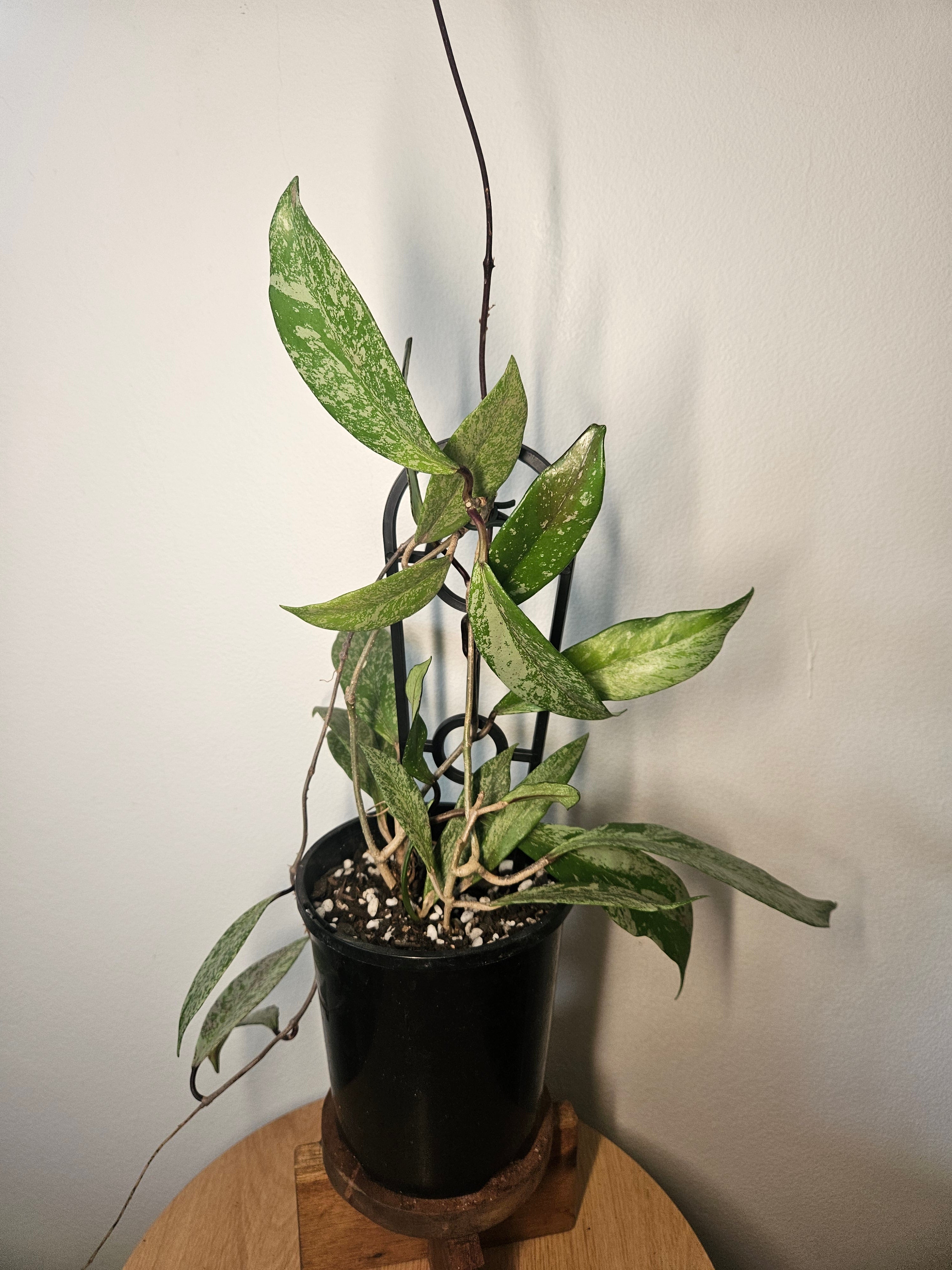 Hoya pubicalyx ‘Splash’ - Silver Splash Wax Plant