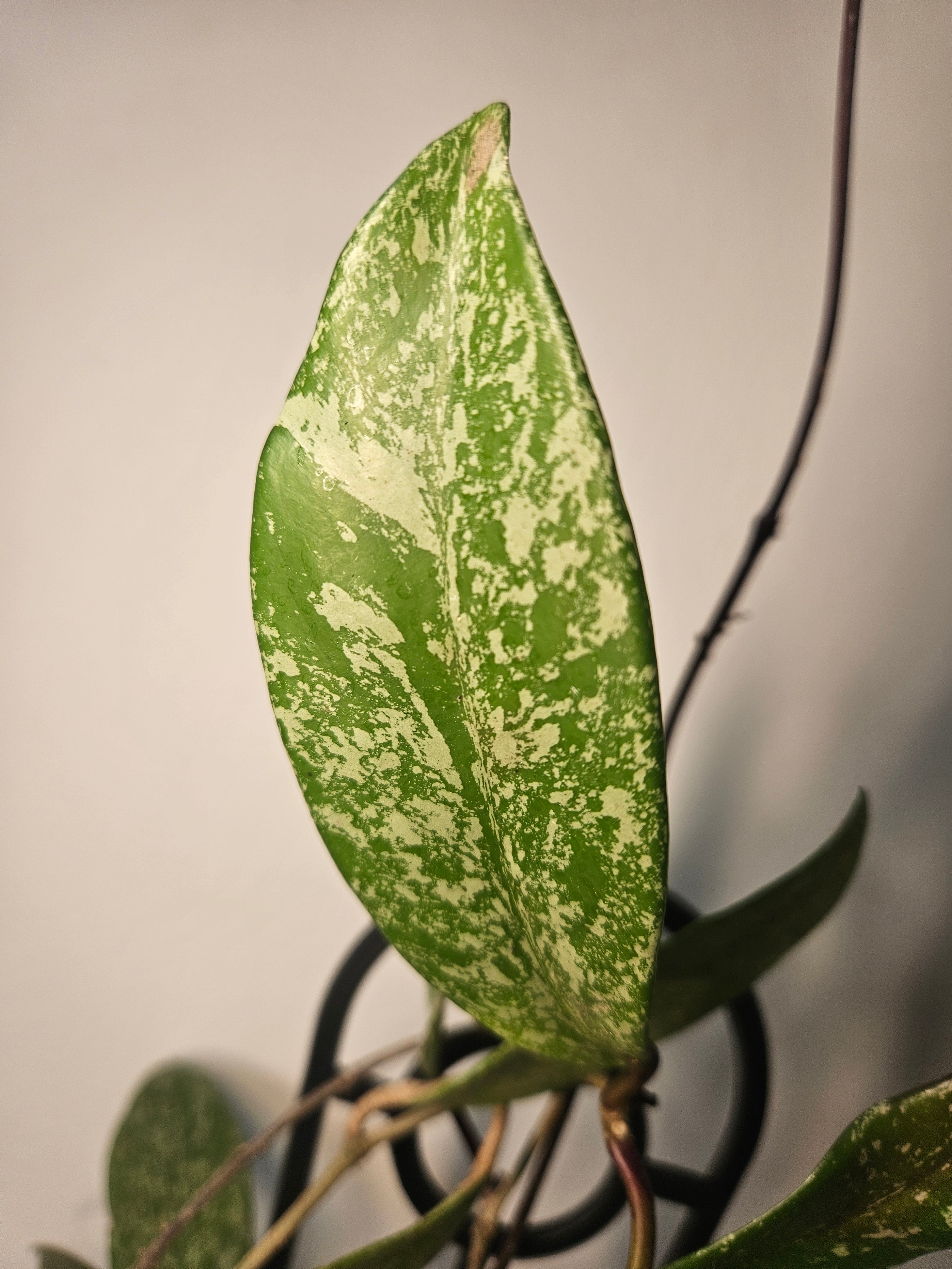 Hoya pubicalyx ‘Splash’ - Silver Splash Wax Plant