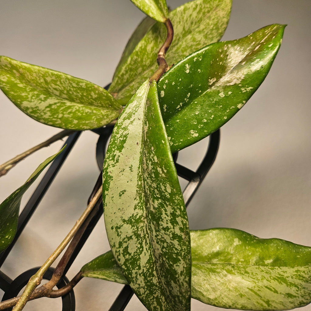 Hoya pubicalyx ‘Splash’ - Silver Splash Wax Plant