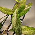 Hoya pubicalyx ‘Splash’ - Silver Splash Wax Plant