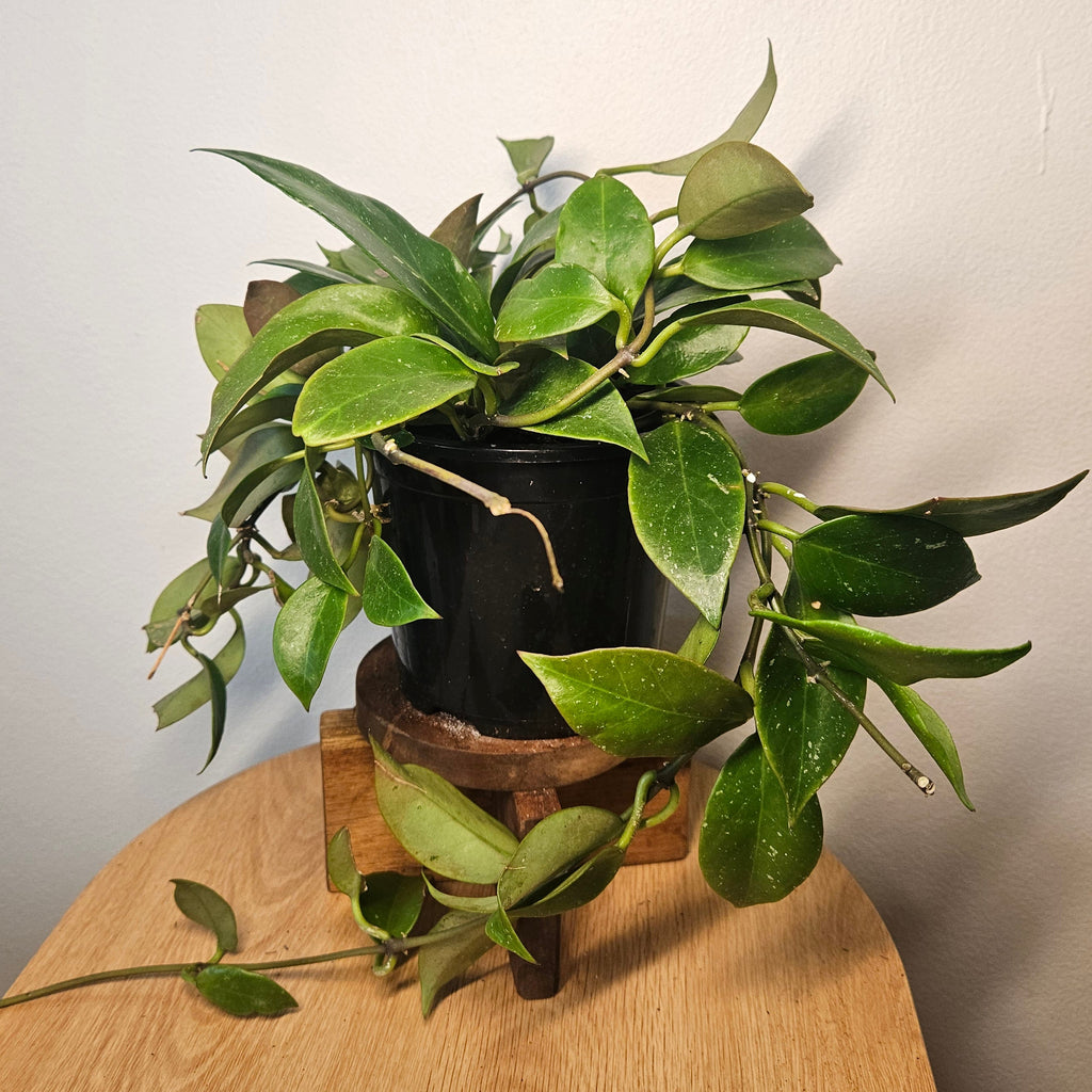 Hoya Sunrise – Colour-Changing Wax Plant