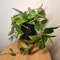 Hoya Sunrise – Colour-Changing Wax Plant