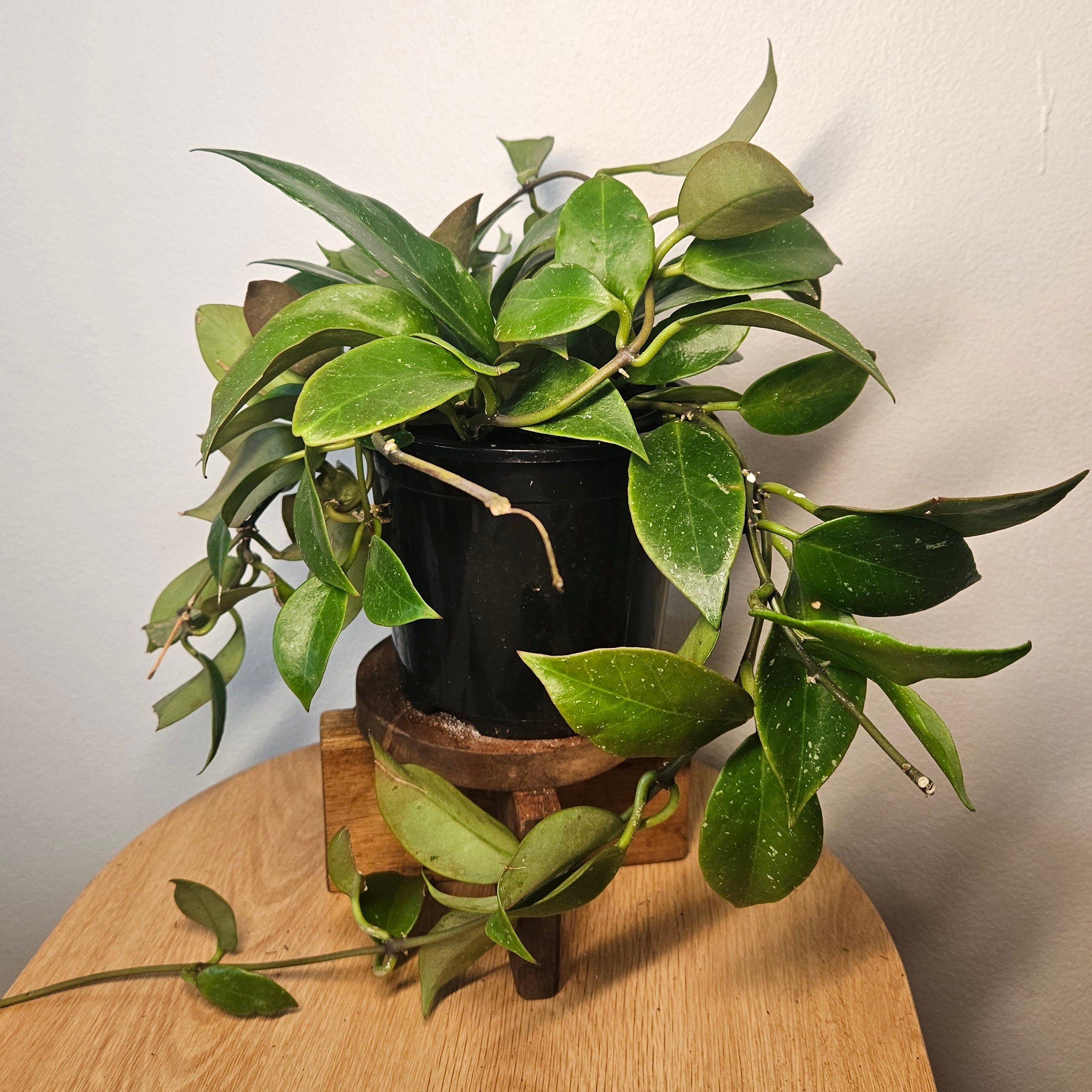 Hoya Sunrise – Colour-Changing Wax Plant
