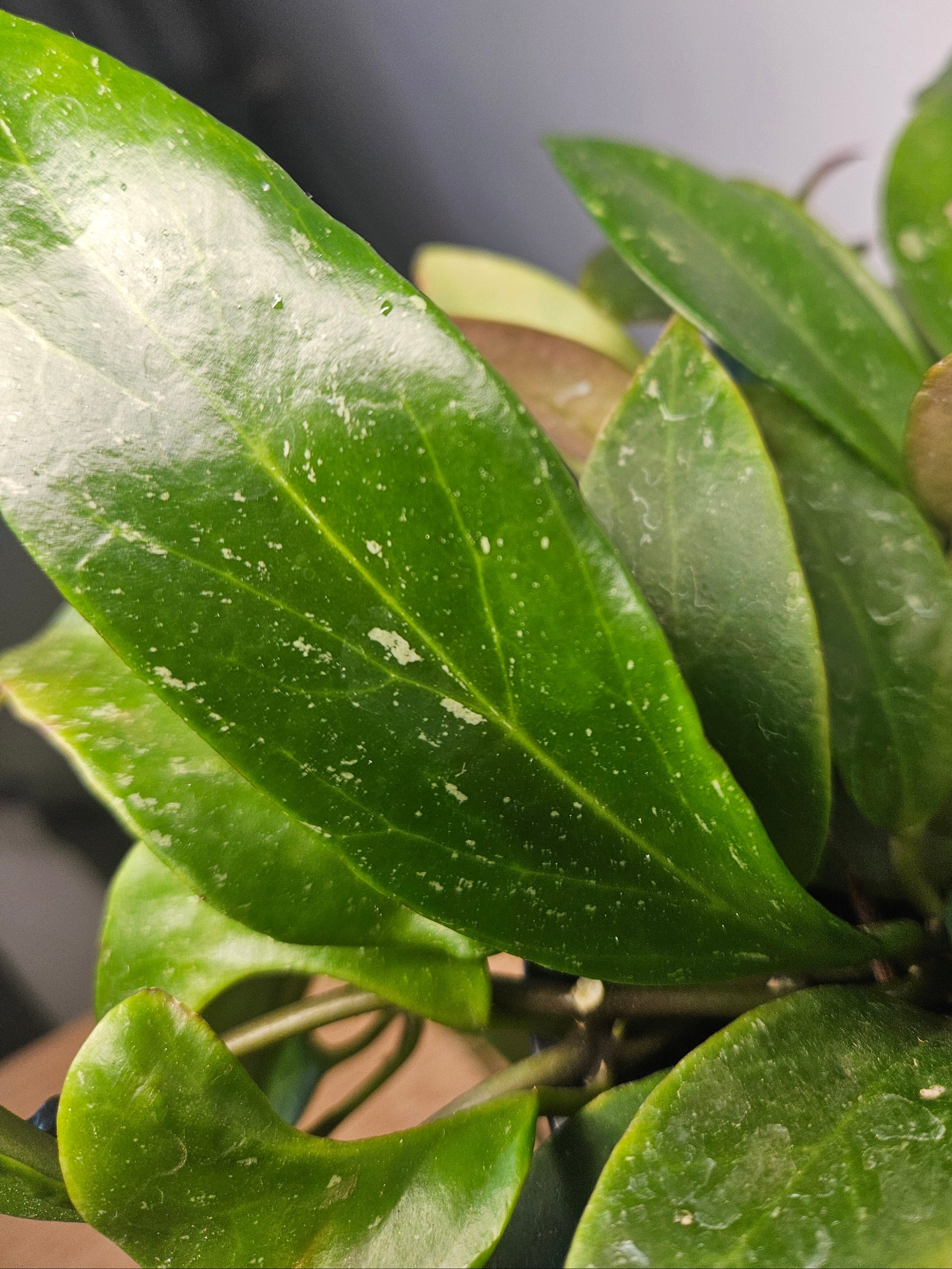 Hoya Sunrise – Colour-Changing Wax Plant