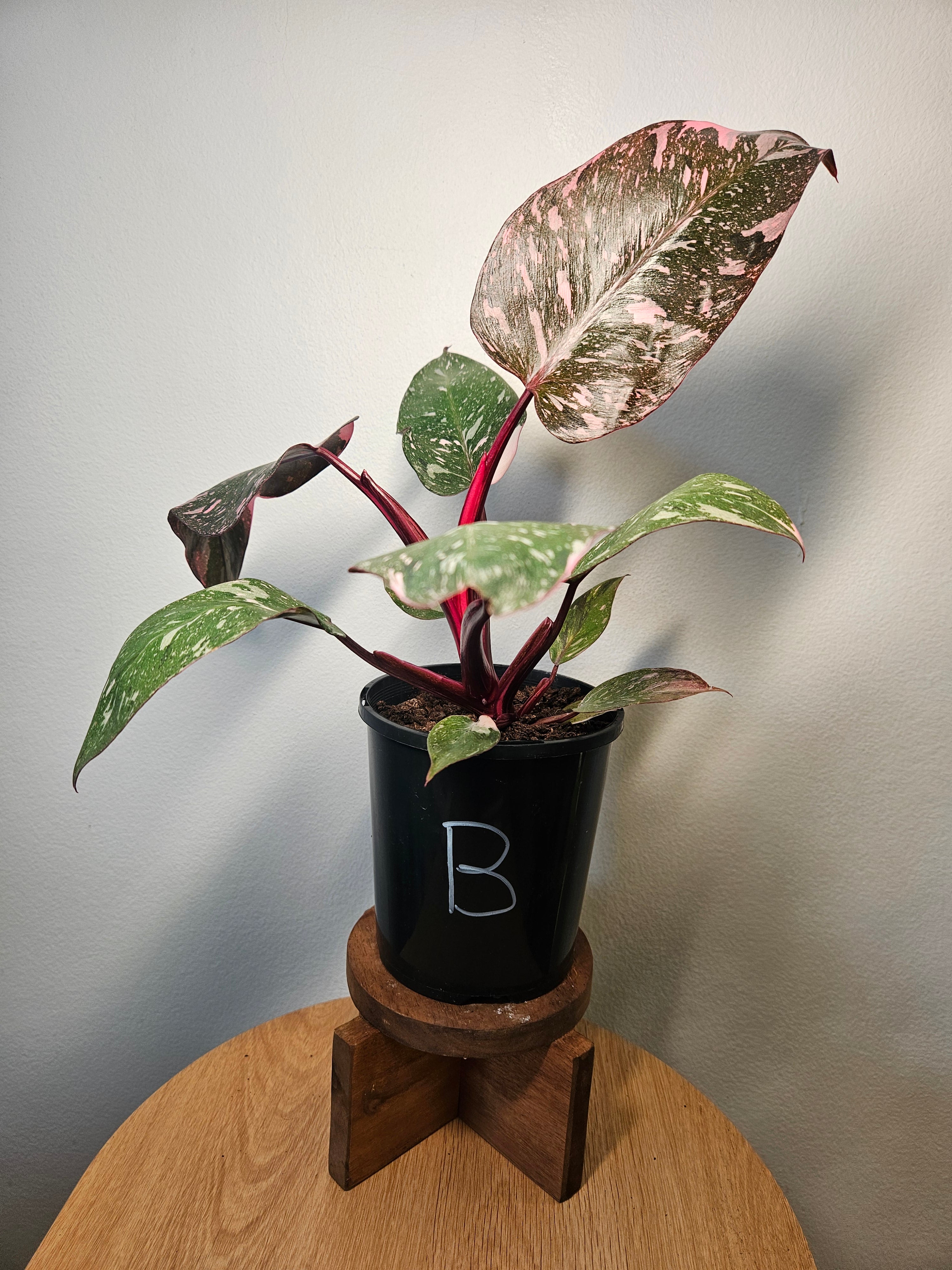 Philodendron Pink Princess Galaxy Marble