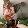 Philodendron Pink Princess Galaxy Marble