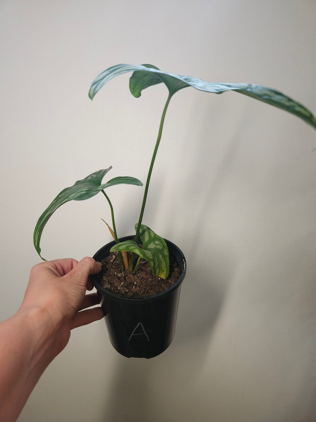 Cercestis mirabilis Collector plant