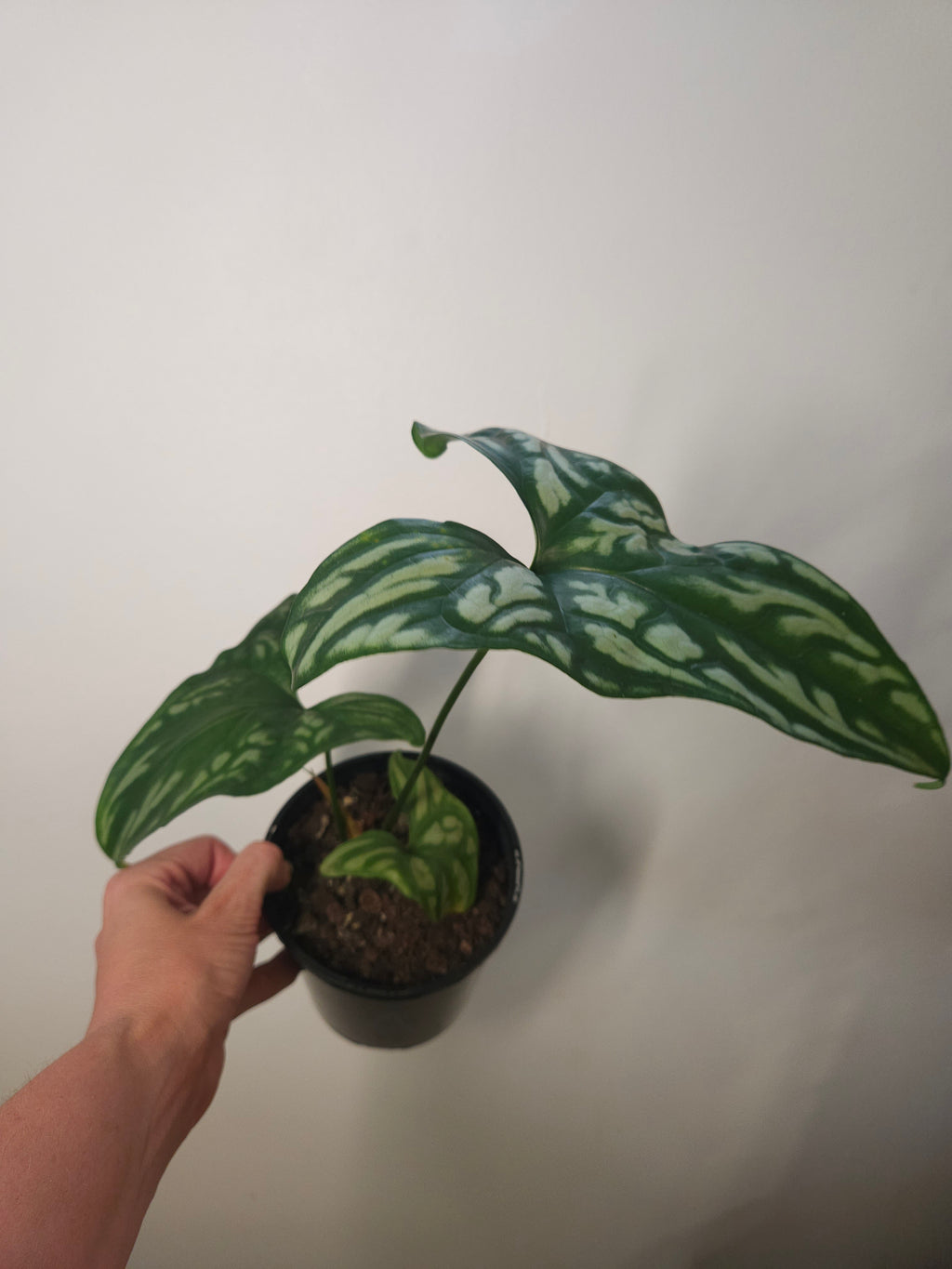Cercestis mirabilis Collector plant