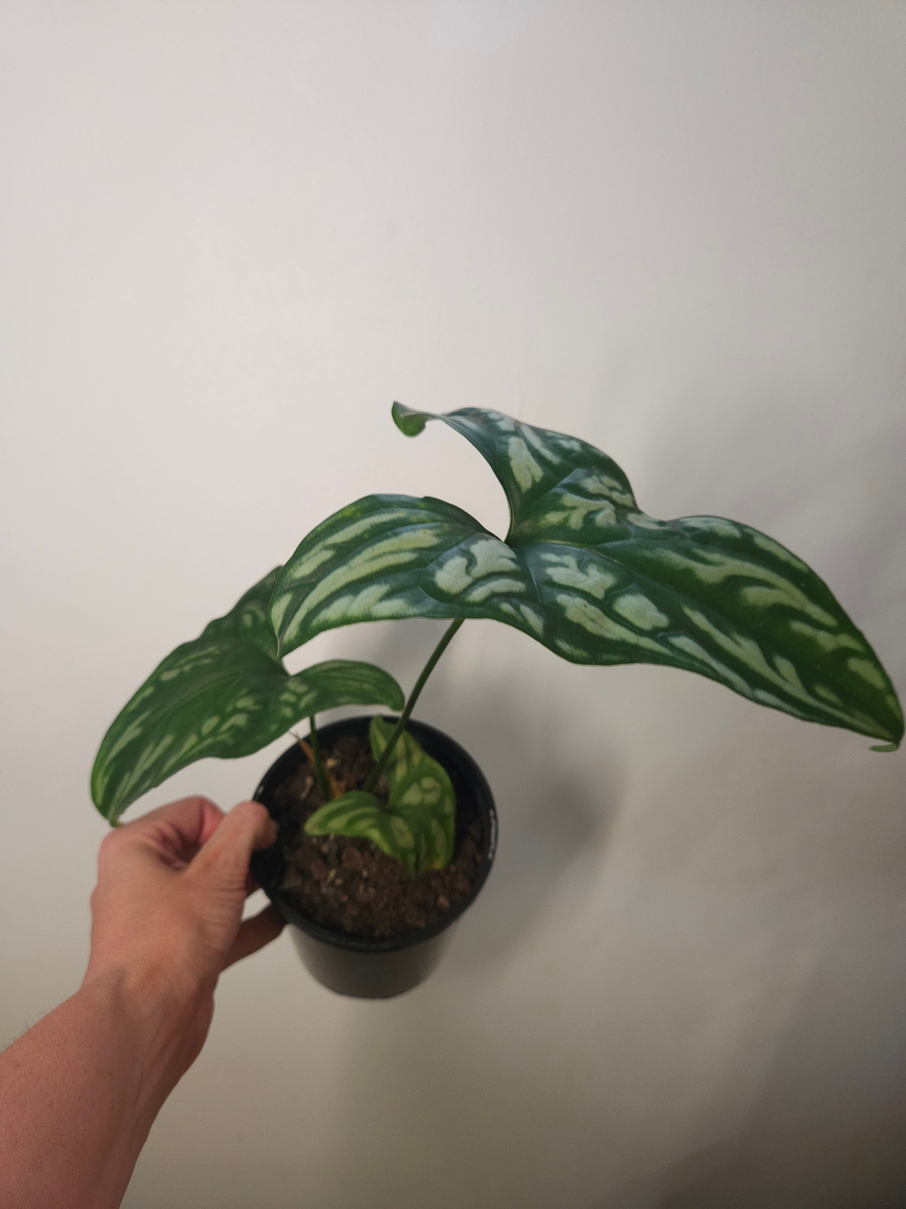 Cercestis mirabilis Collector plant