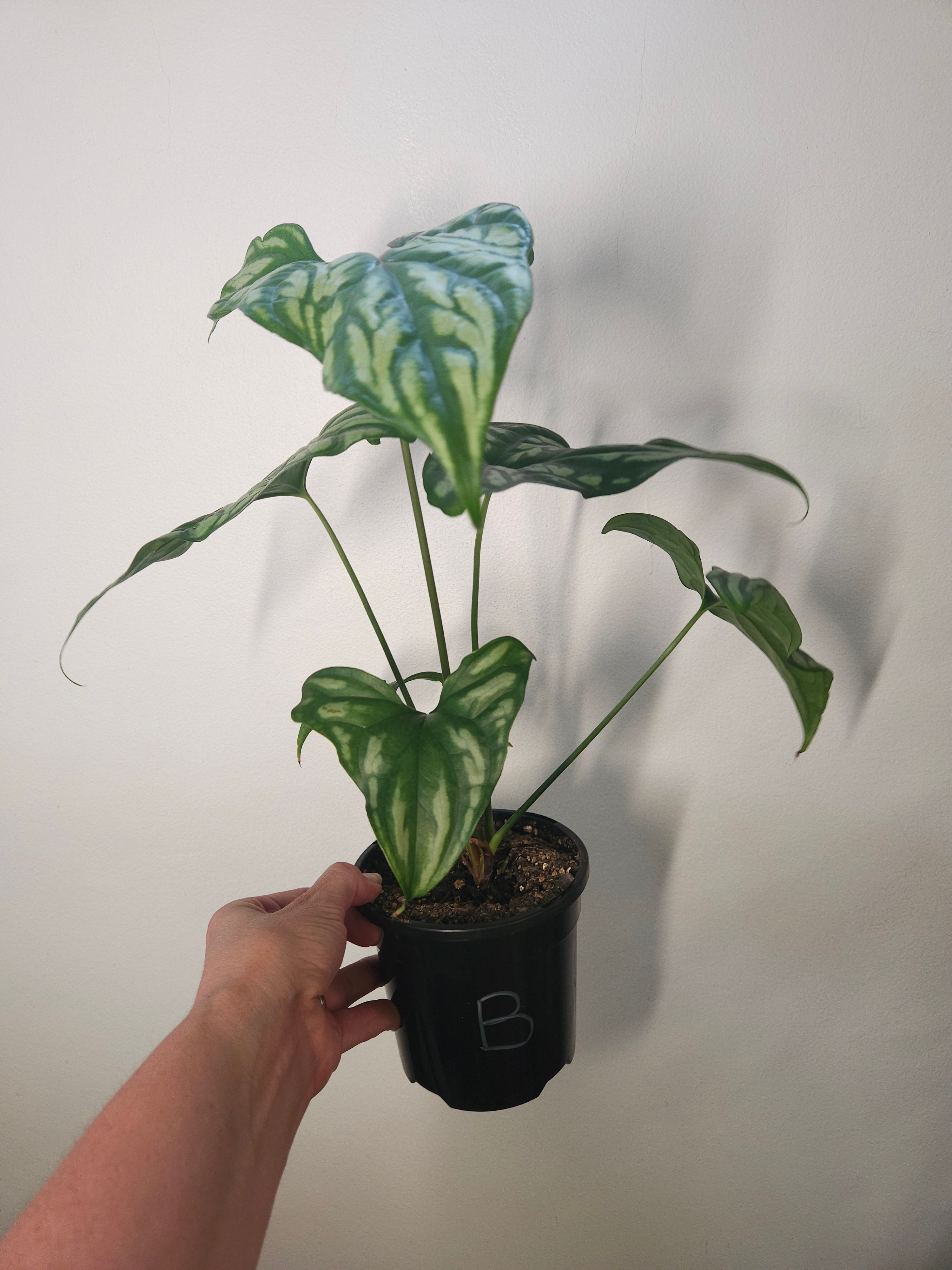 Cercestis mirabilis Collector plant