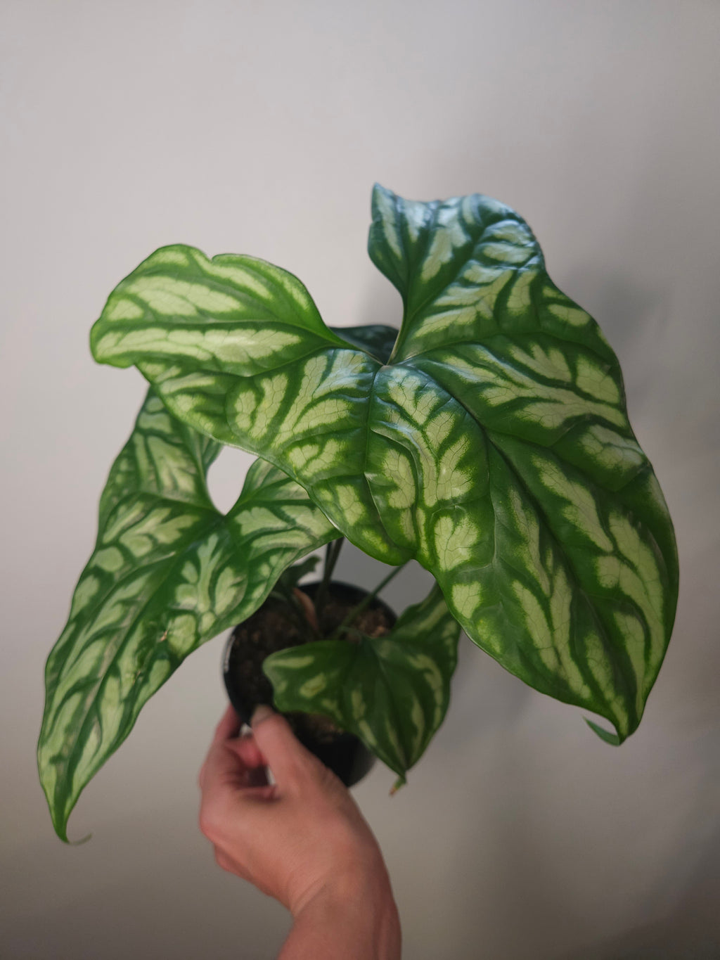 Cercestis mirabilis Collector plant