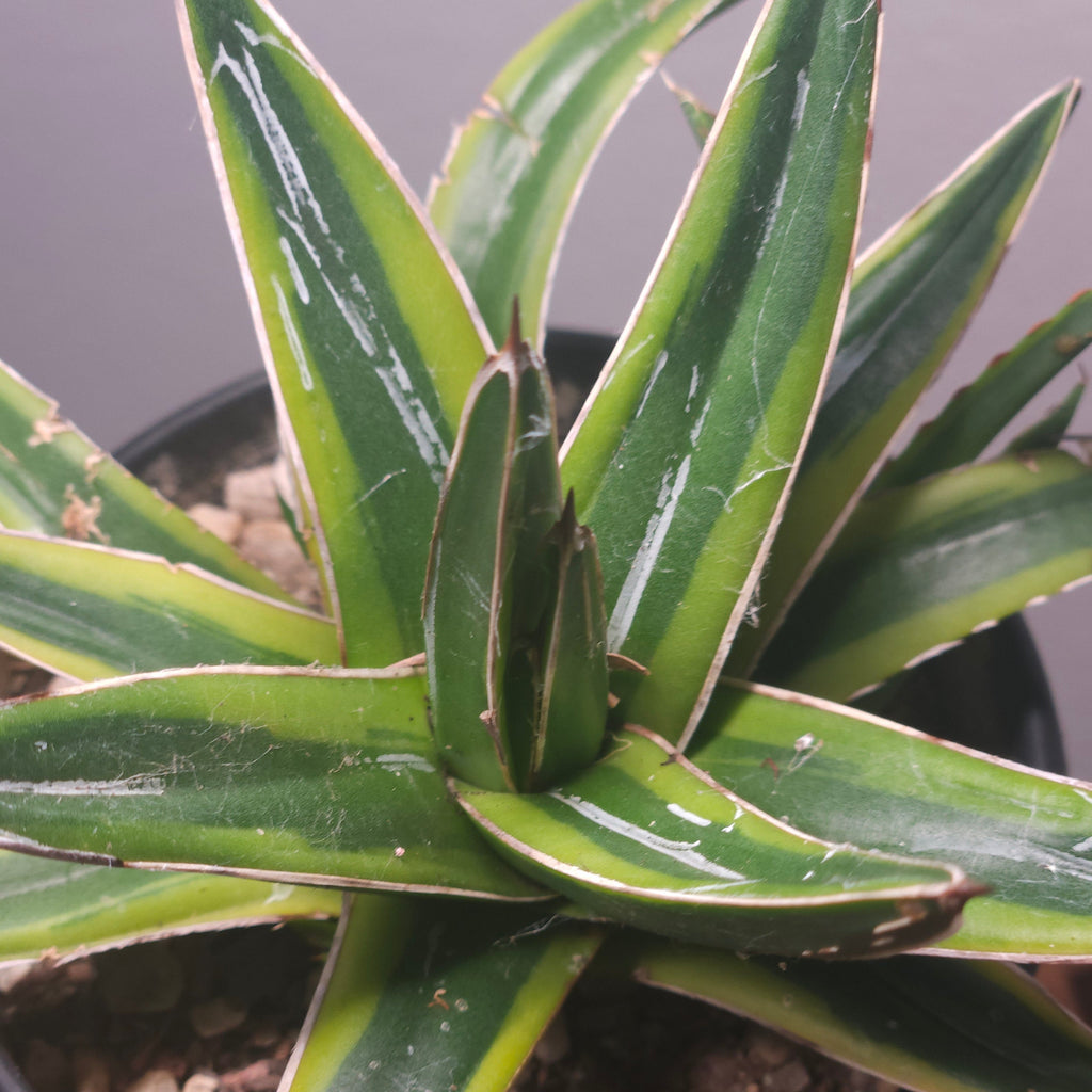 Agave Golden Princess