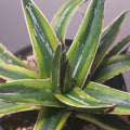 Agave Golden Princess