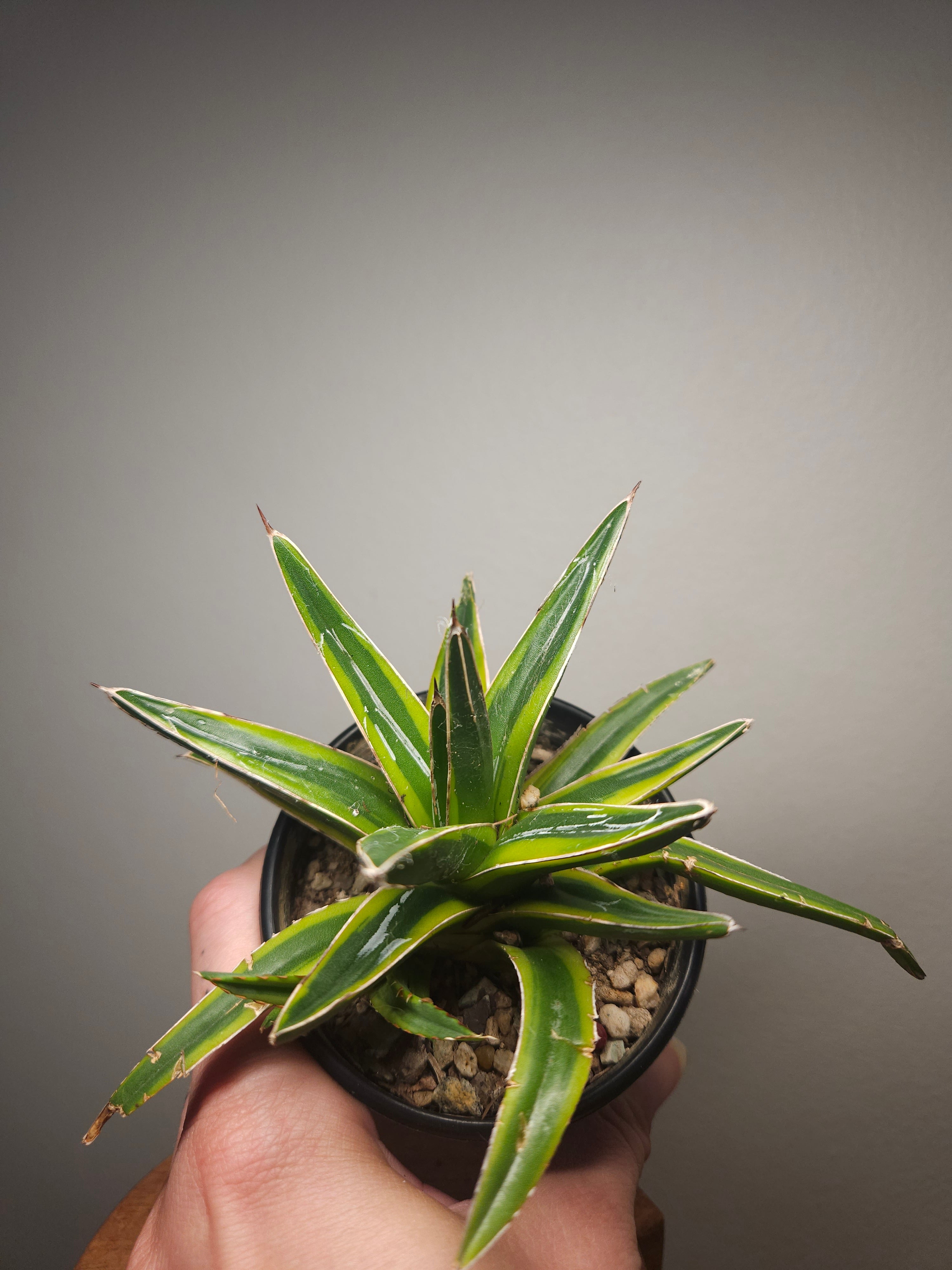 Agave Golden Princess