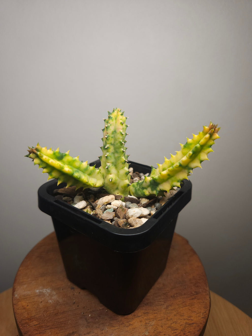 Variegated Orbea – Rare Star Flower Succulent