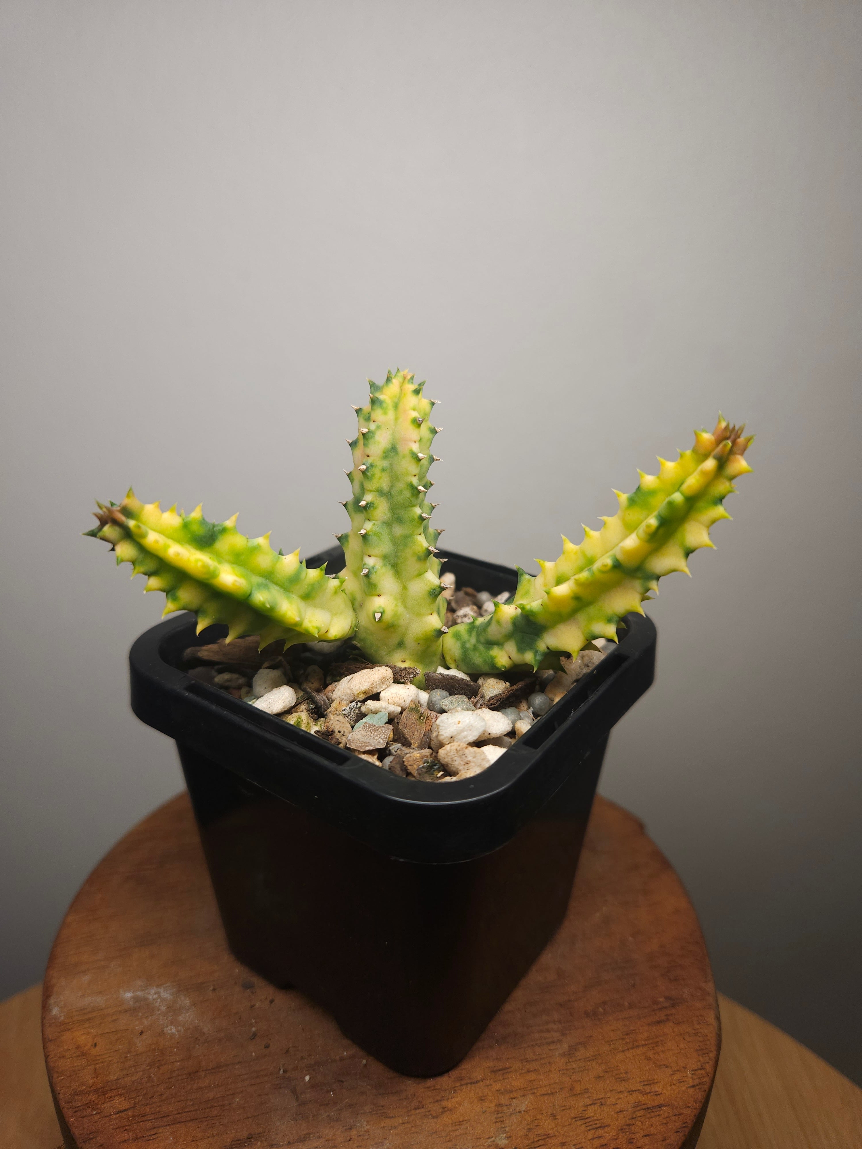 Variegated Orbea – Rare Star Flower Succulent