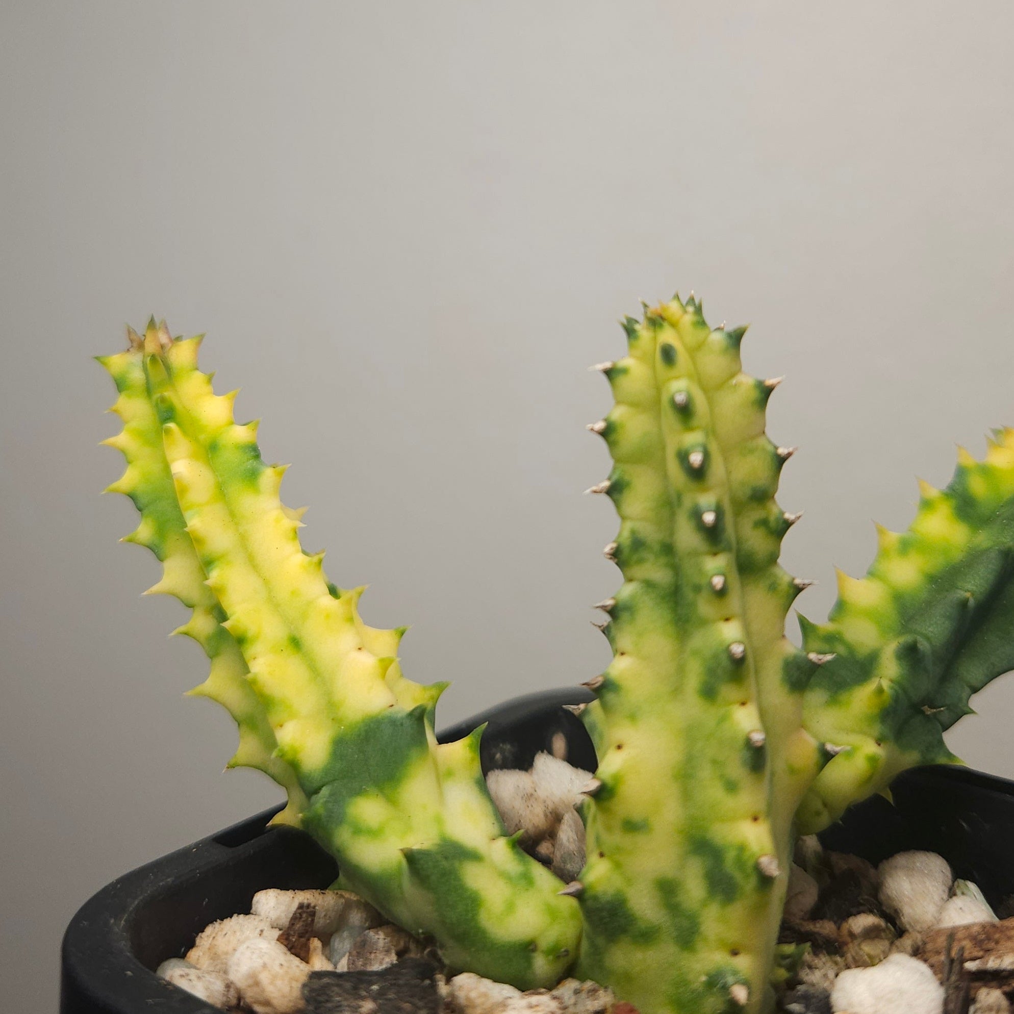 Variegated Orbea – Rare Star Flower Succulent