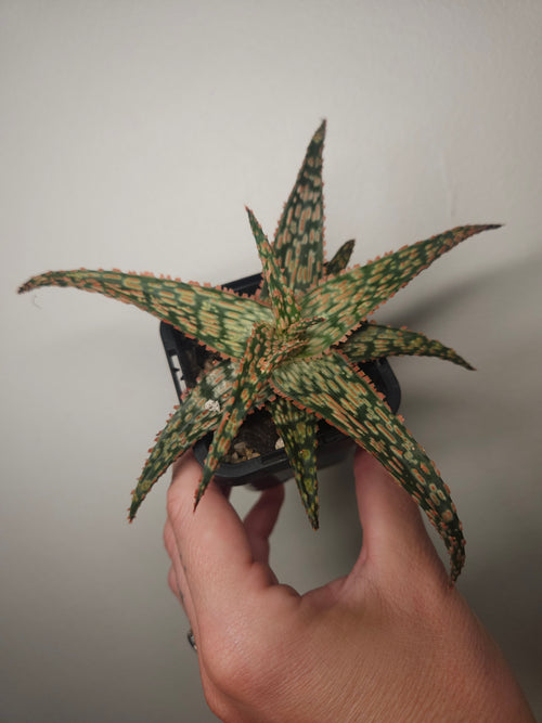 Aloe Hybrid ‘Fish Series – Pike’ – Rare Spotted Aloe