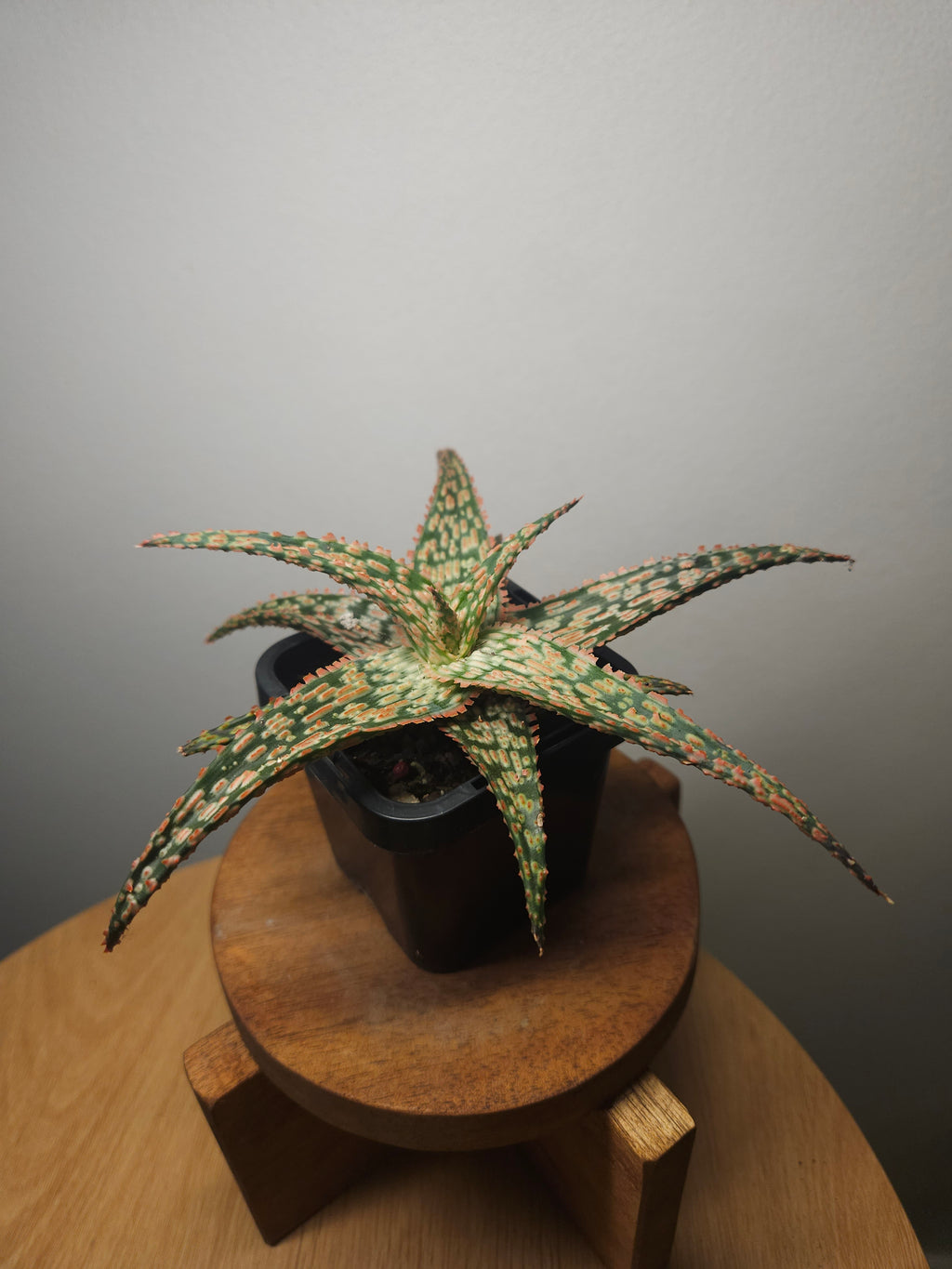 Aloe Hybrid ‘Fish Series – Pike’ – Rare Spotted Aloe