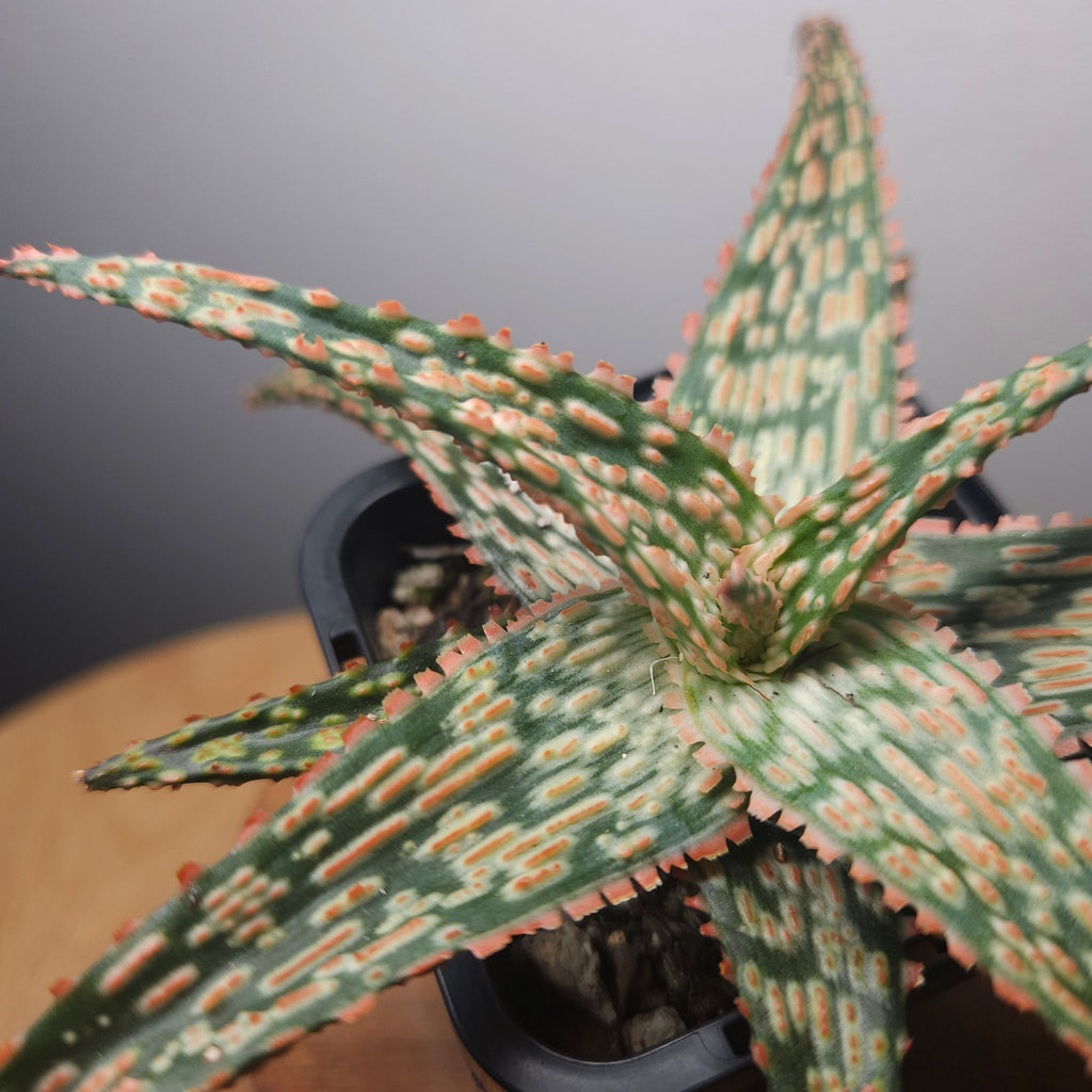 Aloe Hybrid ‘Fish Series – Pike’ – Rare Spotted Aloe