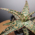 Aloe Hybrid ‘Fish Series – Pike’ – Rare Spotted Aloe