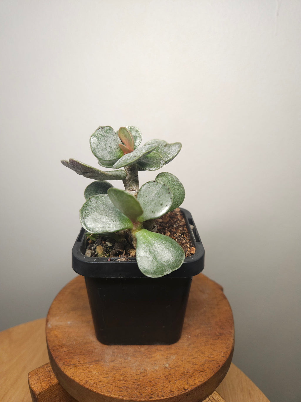 Adromischus leucophyllus ‘Silver’ – Silver Paddle Succulent