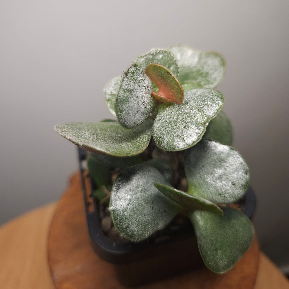 picasso peace lily for sale Spathiphyllum Picasso 'Variegated Peace Lilly' – The Rare Nugget