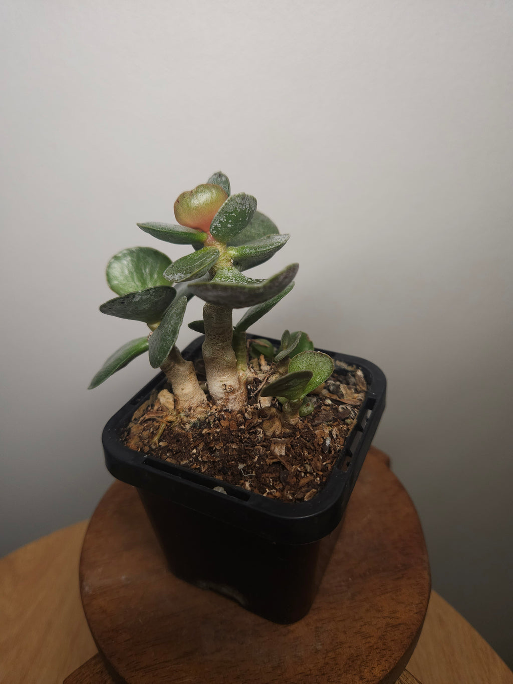 Adromischus leucophyllus ‘Silver’ – Silver Paddle Succulent