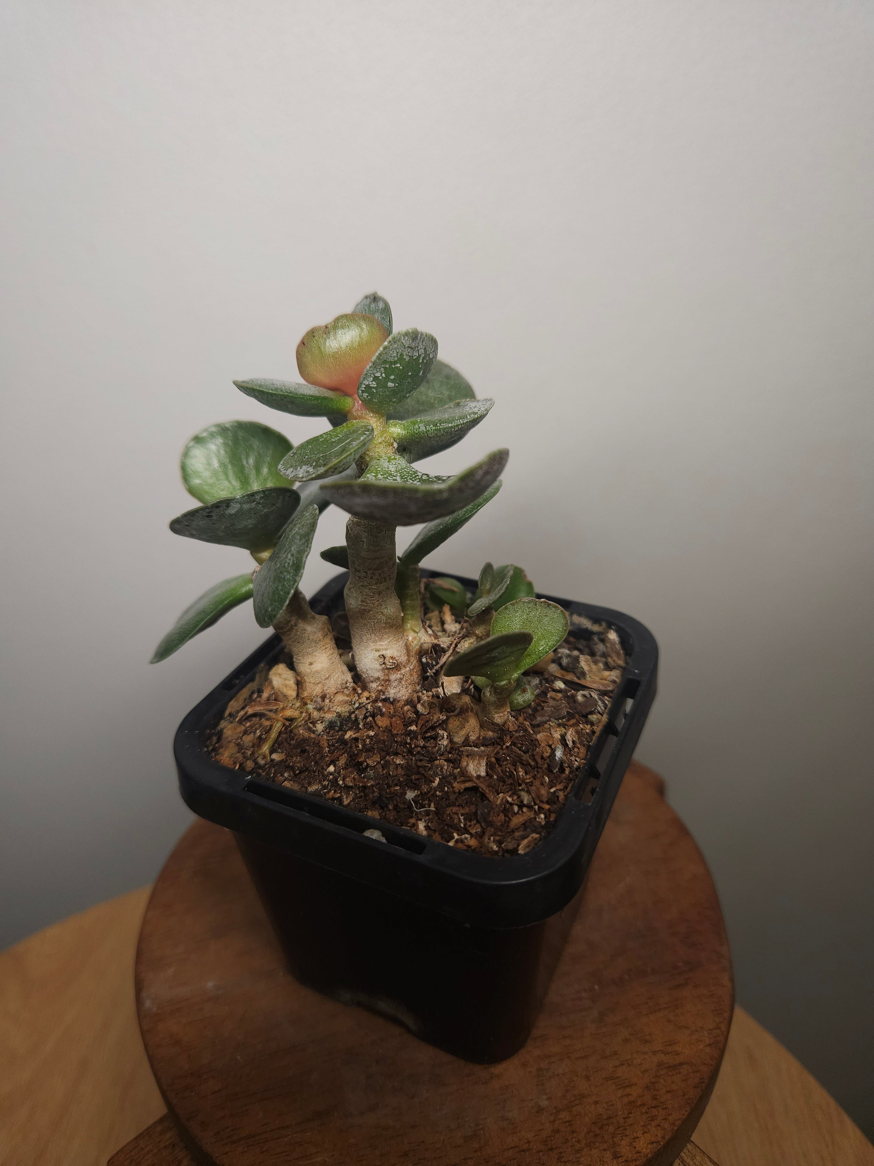 Adromischus leucophyllus ‘Silver’ – Silver Paddle Succulent