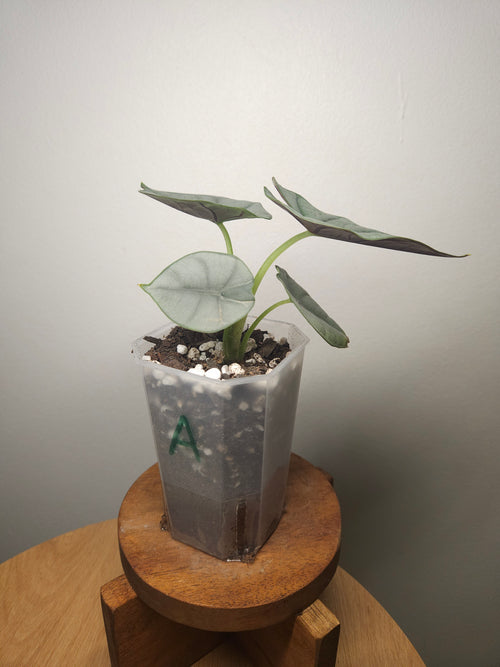 Alocasia Nebula Elaine