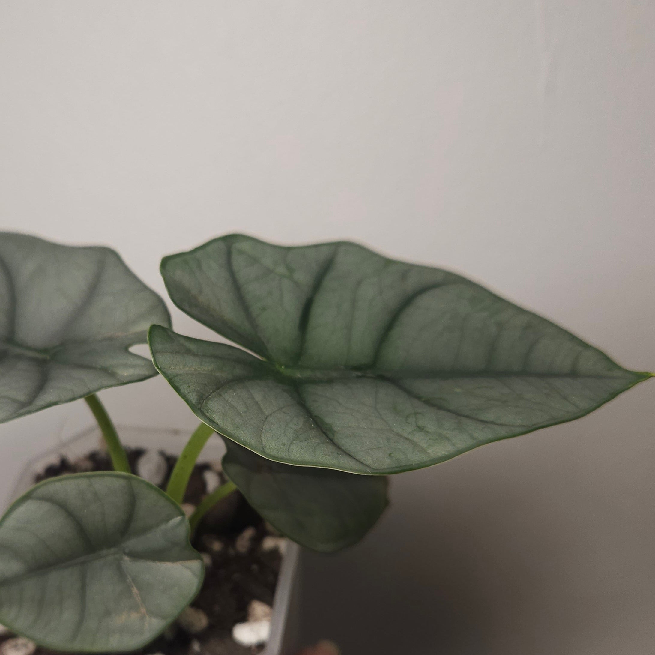 Alocasia Nebula Elaine