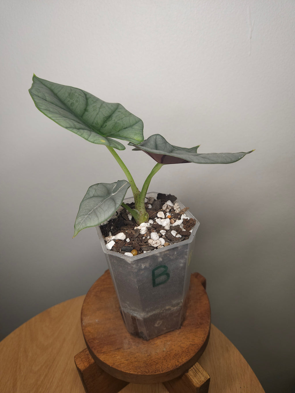 Alocasia Nebula Elaine