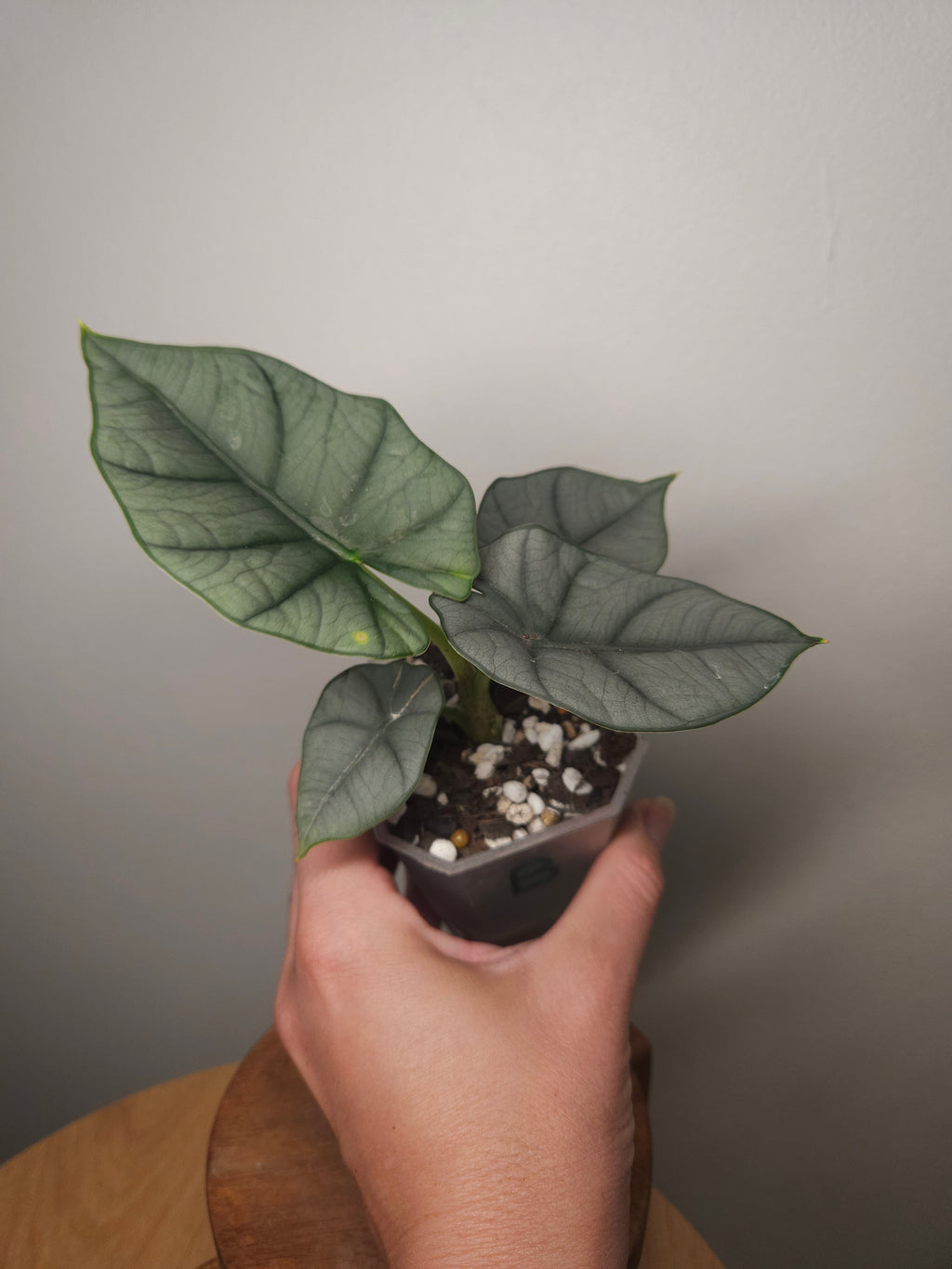 Alocasia Nebula Elaine