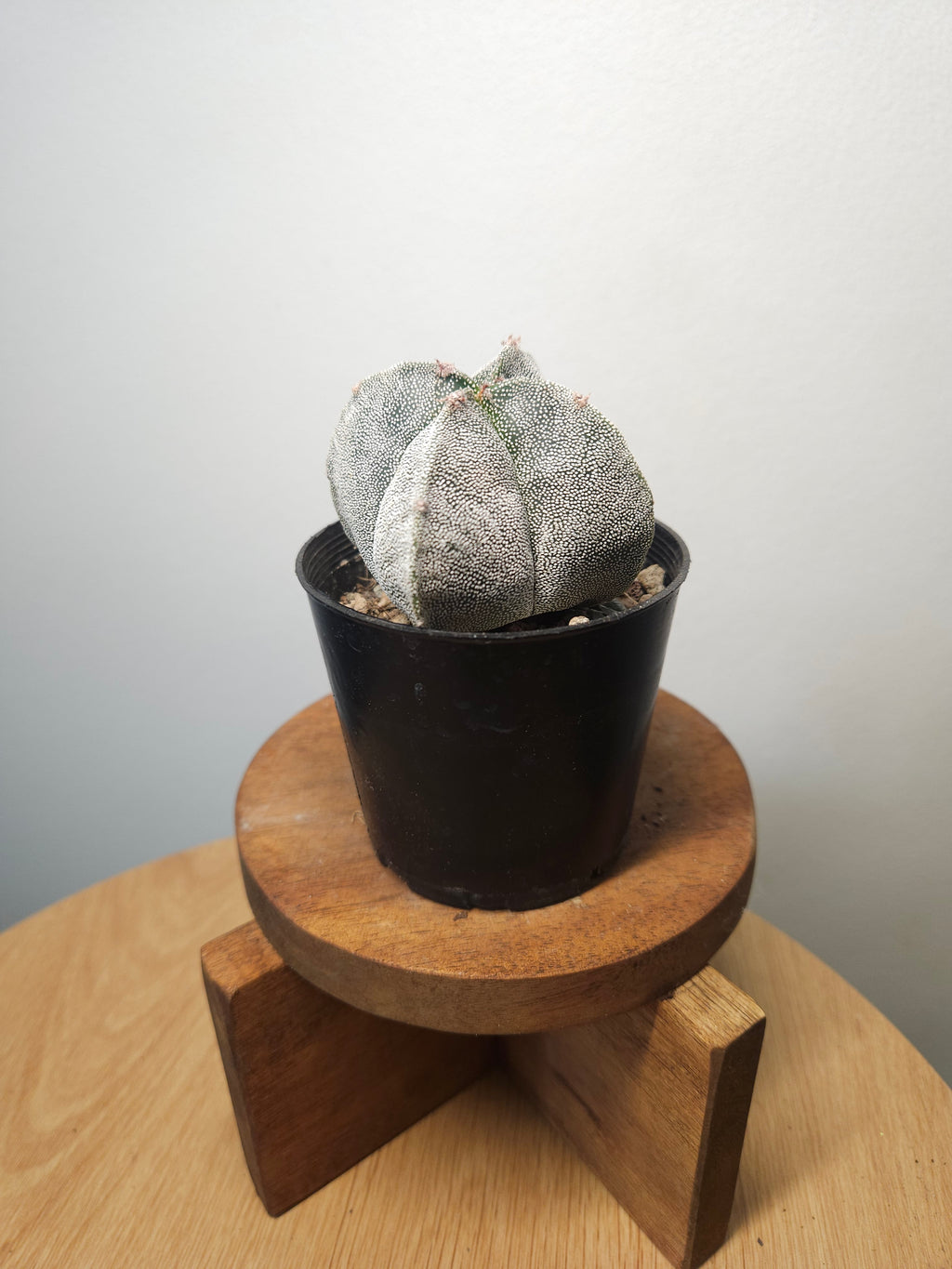 Astrophytum myriostigma var. quadricostatum – Bishop’s Cap Cactus