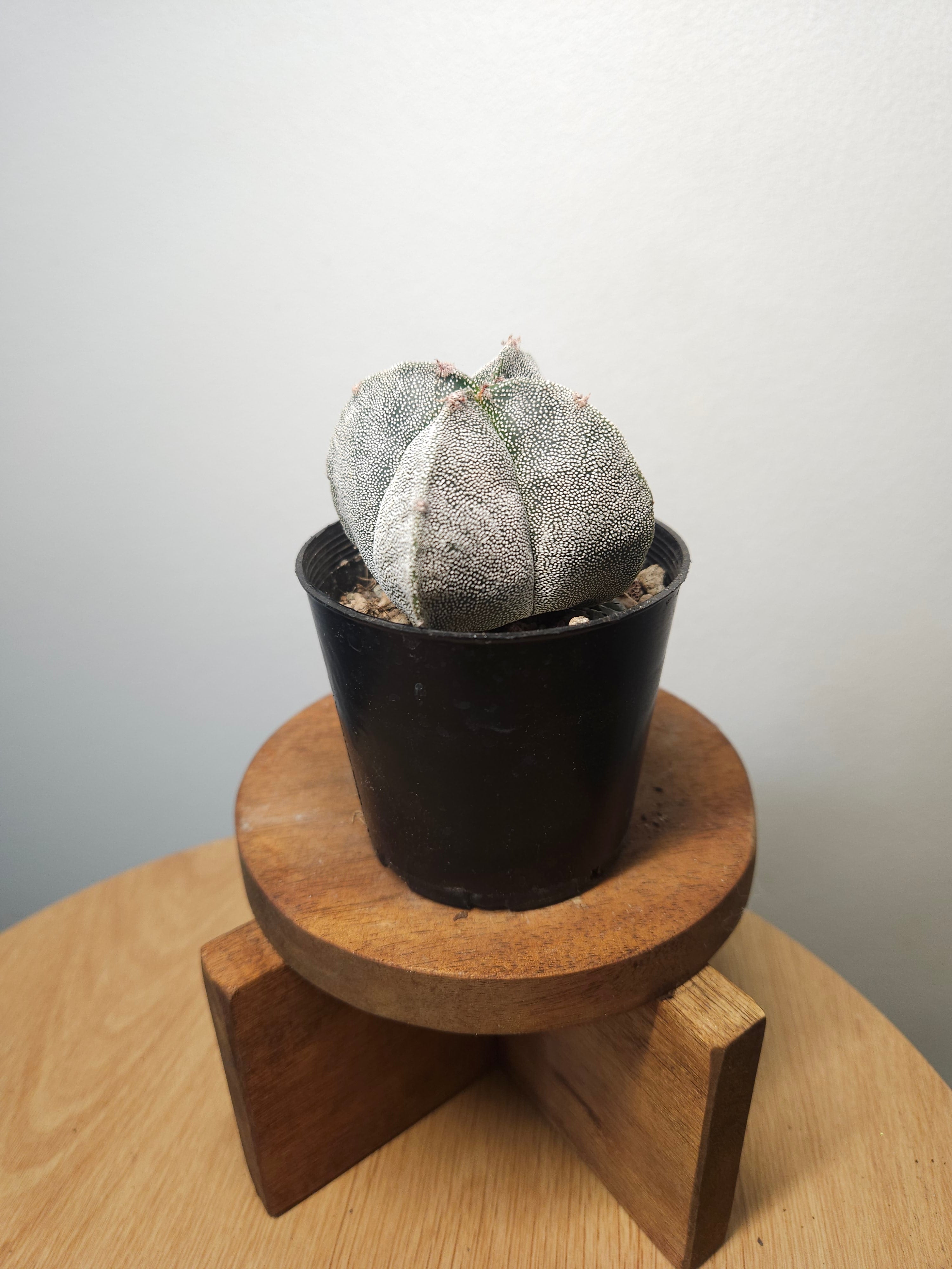 Astrophytum myriostigma var. quadricostatum – Bishop’s Cap Cactus