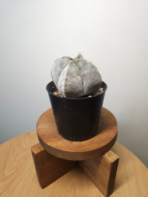 Astrophytum myriostigma var. quadricostatum – Bishop’s Cap Cactus