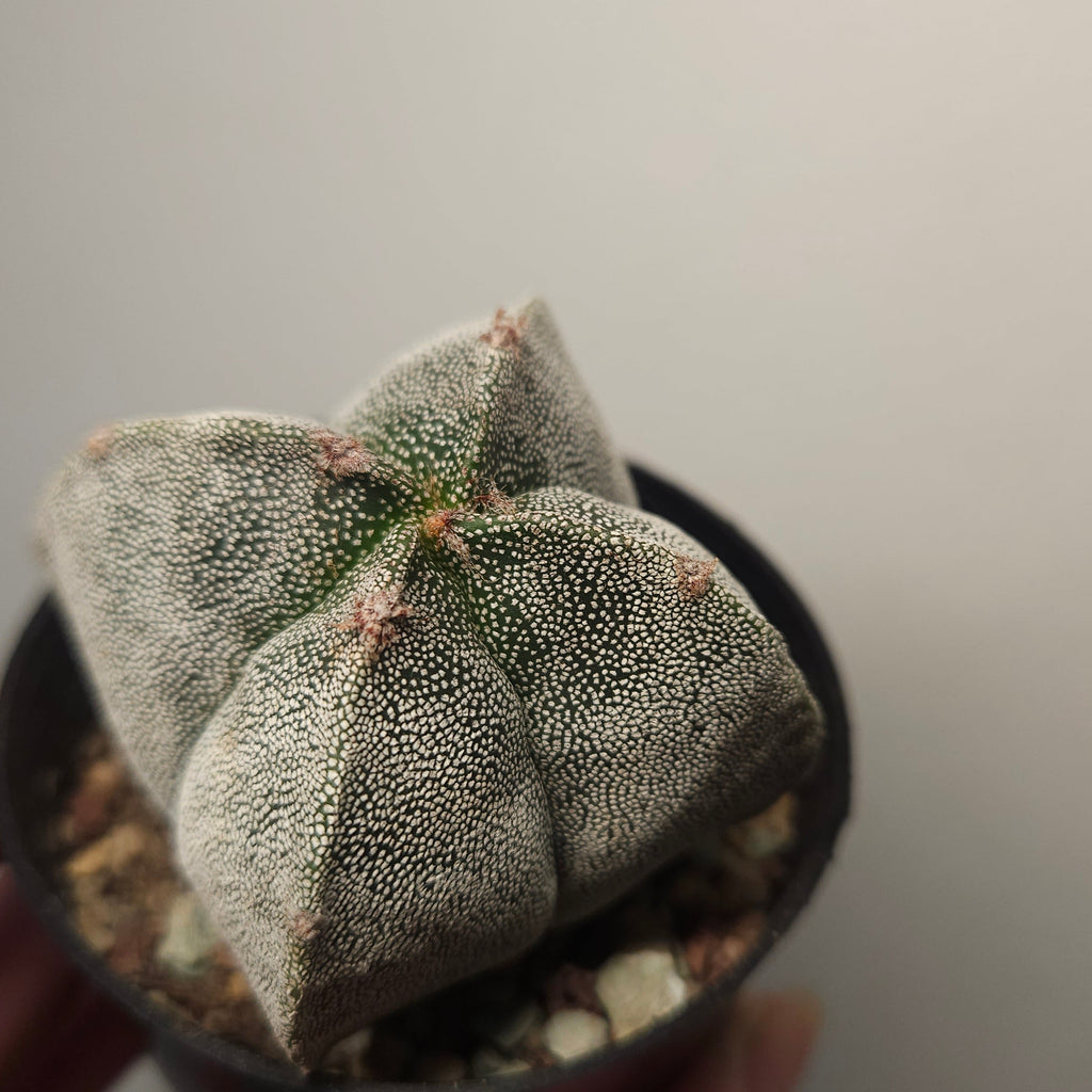 Astrophytum myriostigma var. quadricostatum – Bishop’s Cap Cactus
