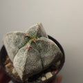 Astrophytum myriostigma var. quadricostatum – Bishop’s Cap Cactus