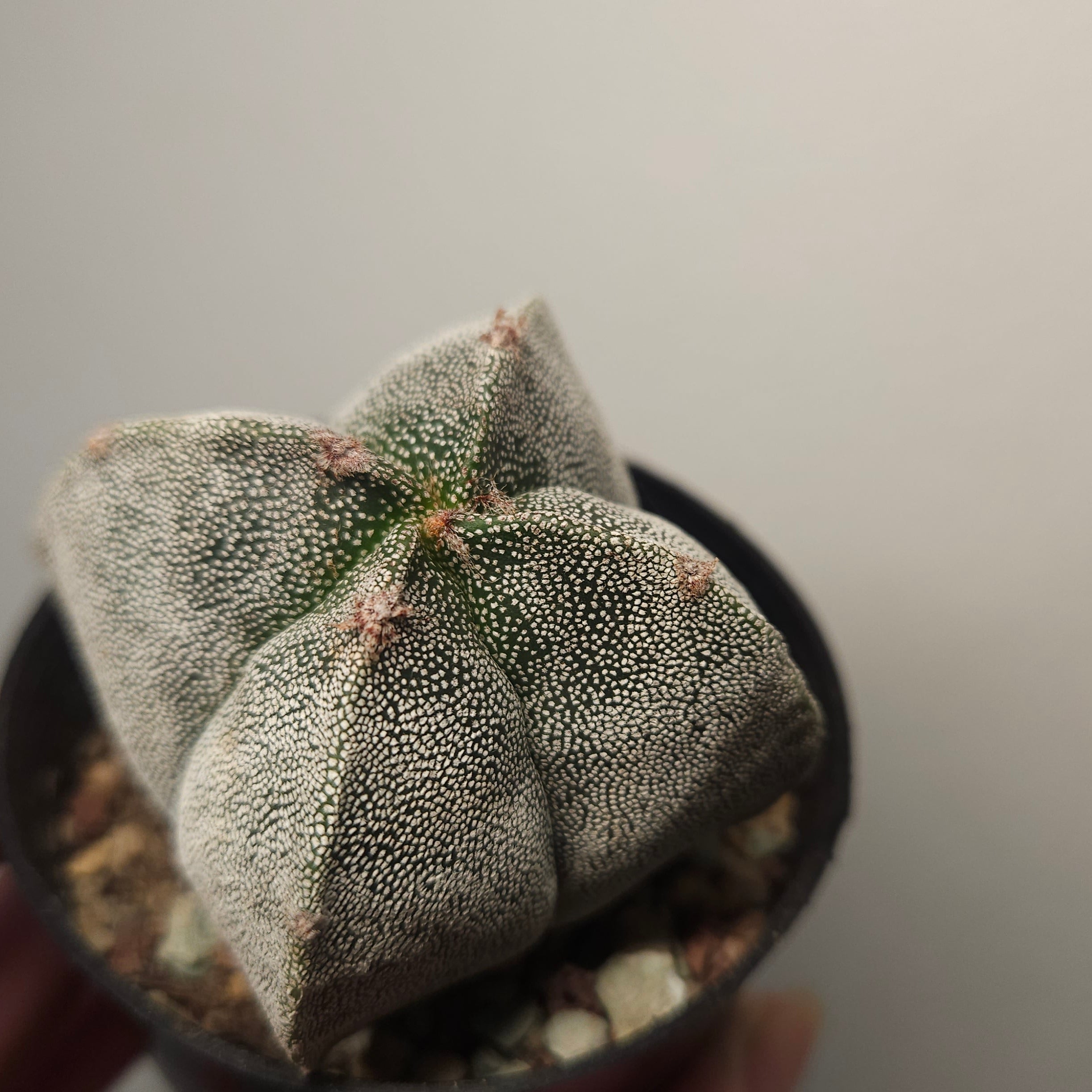 Astrophytum myriostigma var. quadricostatum – Bishop’s Cap Cactus