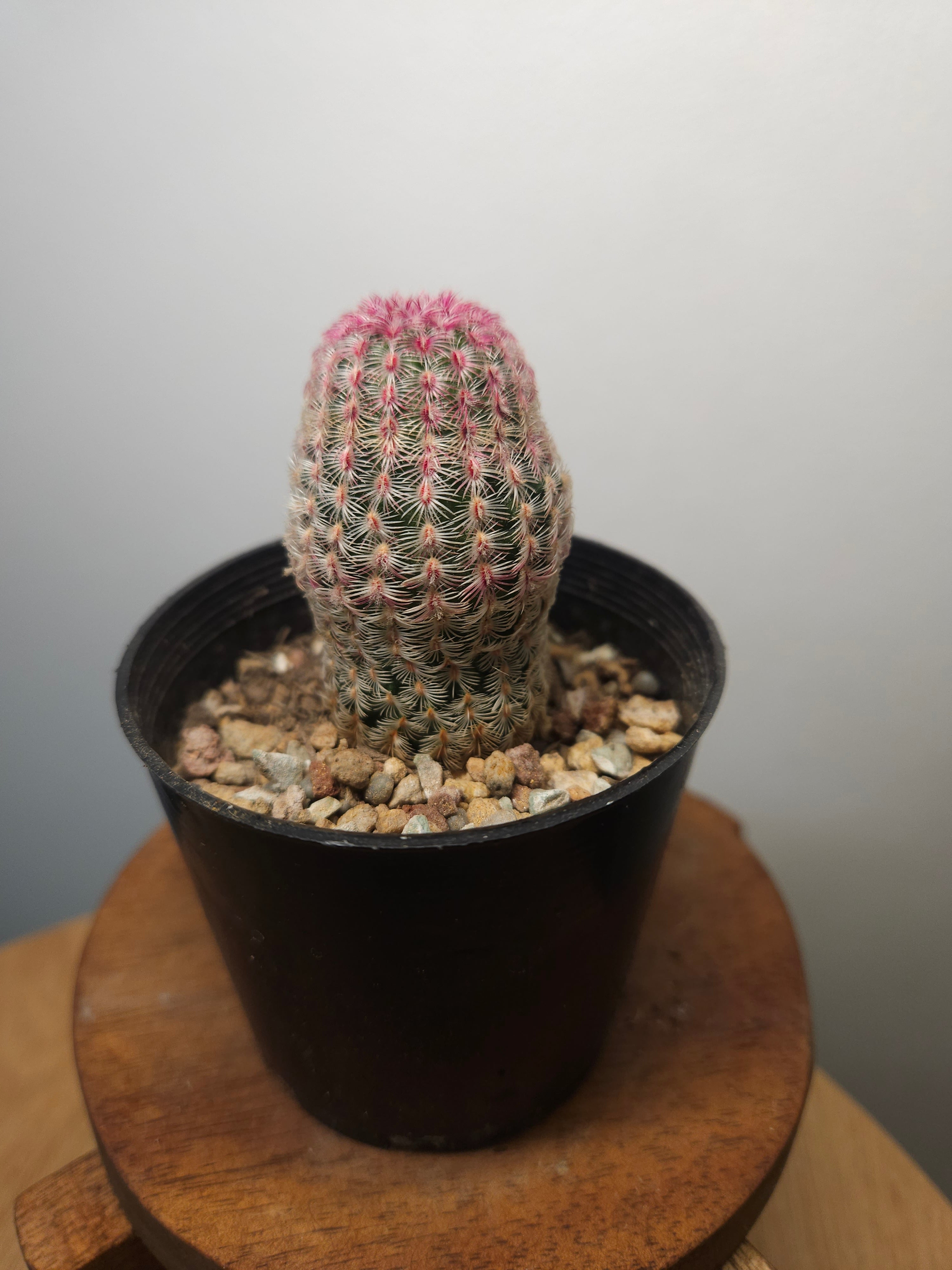 Echinocereus rigidissimus var. rubrispinus 'Rainbow Cactus'