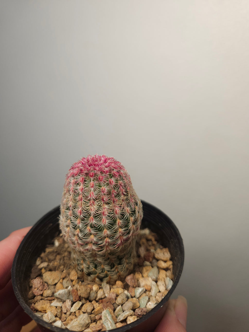 Echinocereus rigidissimus var. rubrispinus 'Rainbow Cactus'