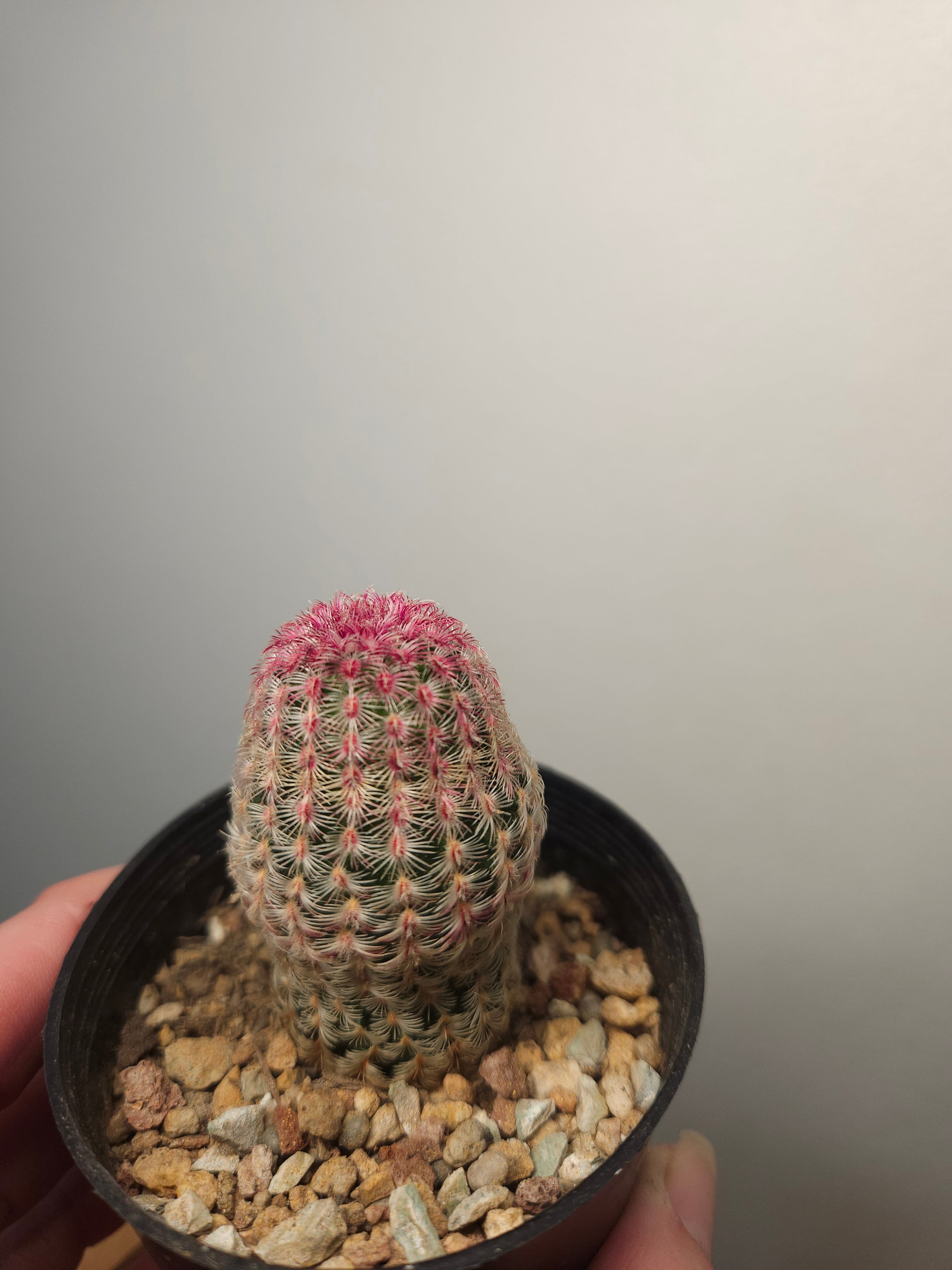 Echinocereus rigidissimus var. rubrispinus 'Rainbow Cactus'