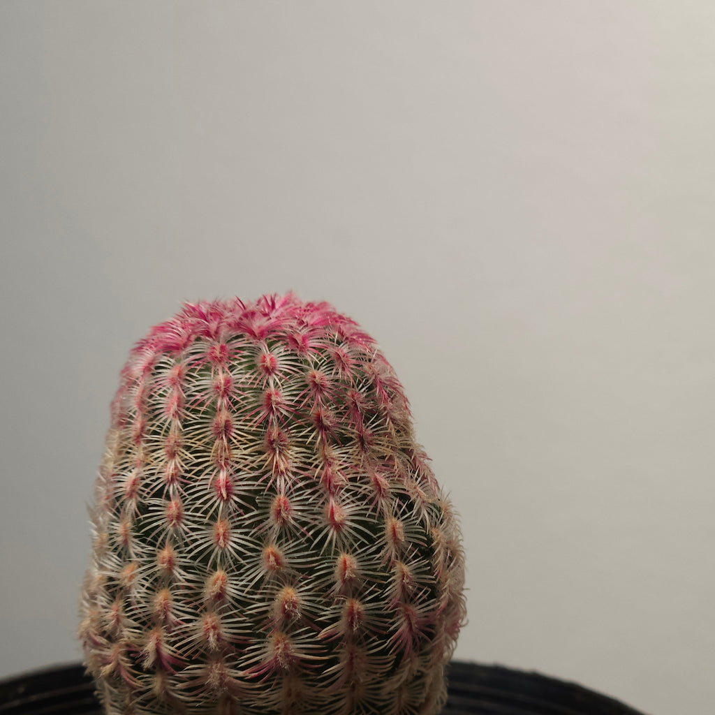 Echinocereus rigidissimus var. rubrispinus 'Rainbow Cactus'