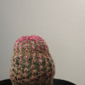 Echinocereus rigidissimus var. rubrispinus 'Rainbow Cactus'