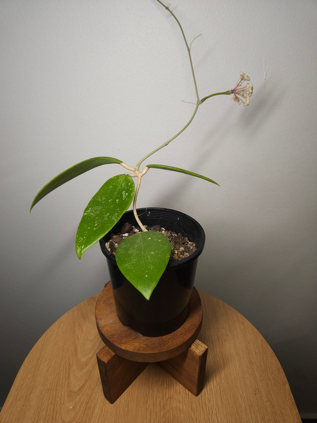 Hoya Ko Chang Island – Rare Tropical Wax Plant