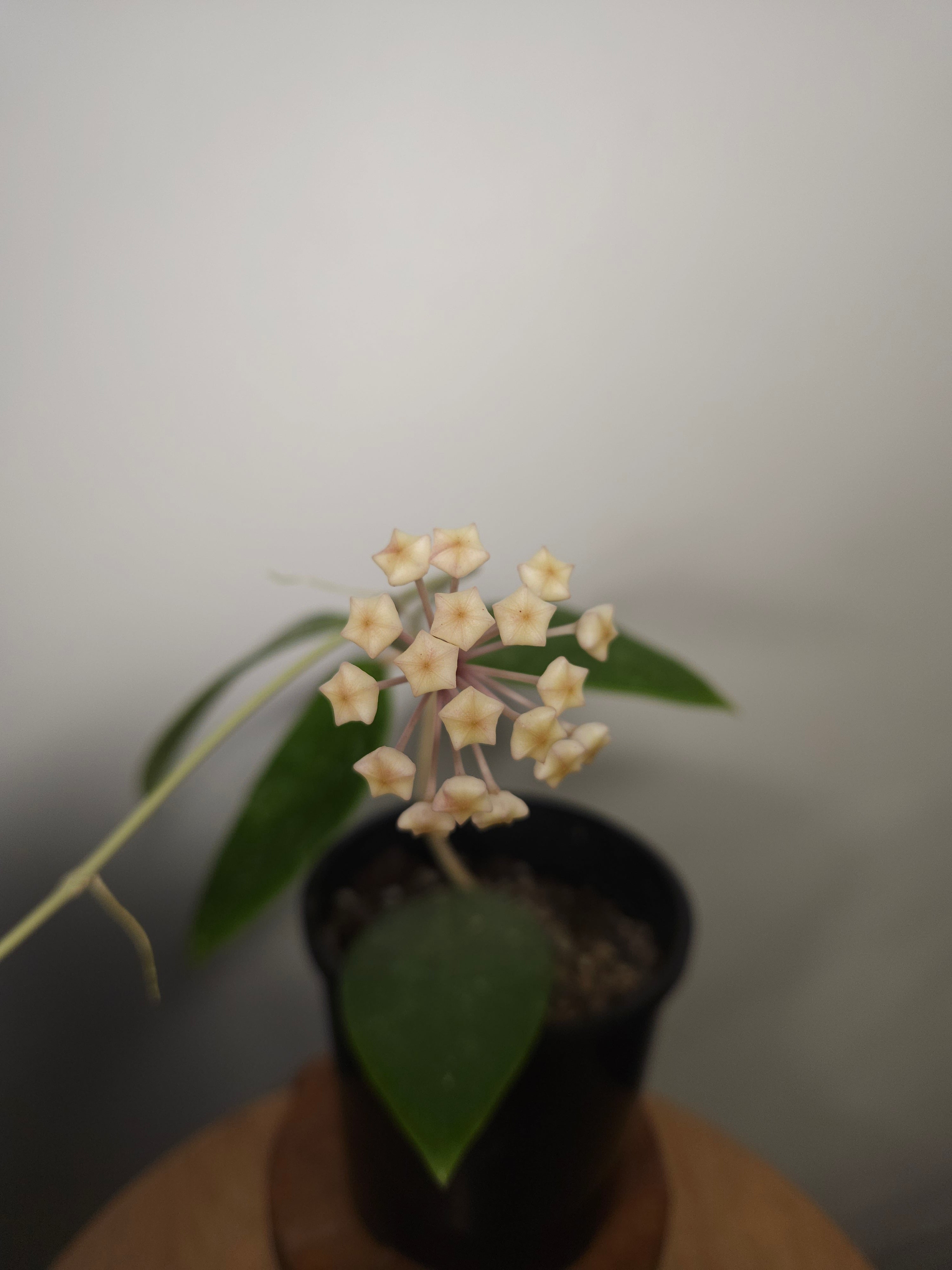 Hoya Ko Chang Island – Rare Tropical Wax Plant