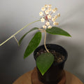 Hoya Ko Chang Island – Rare Tropical Wax Plant