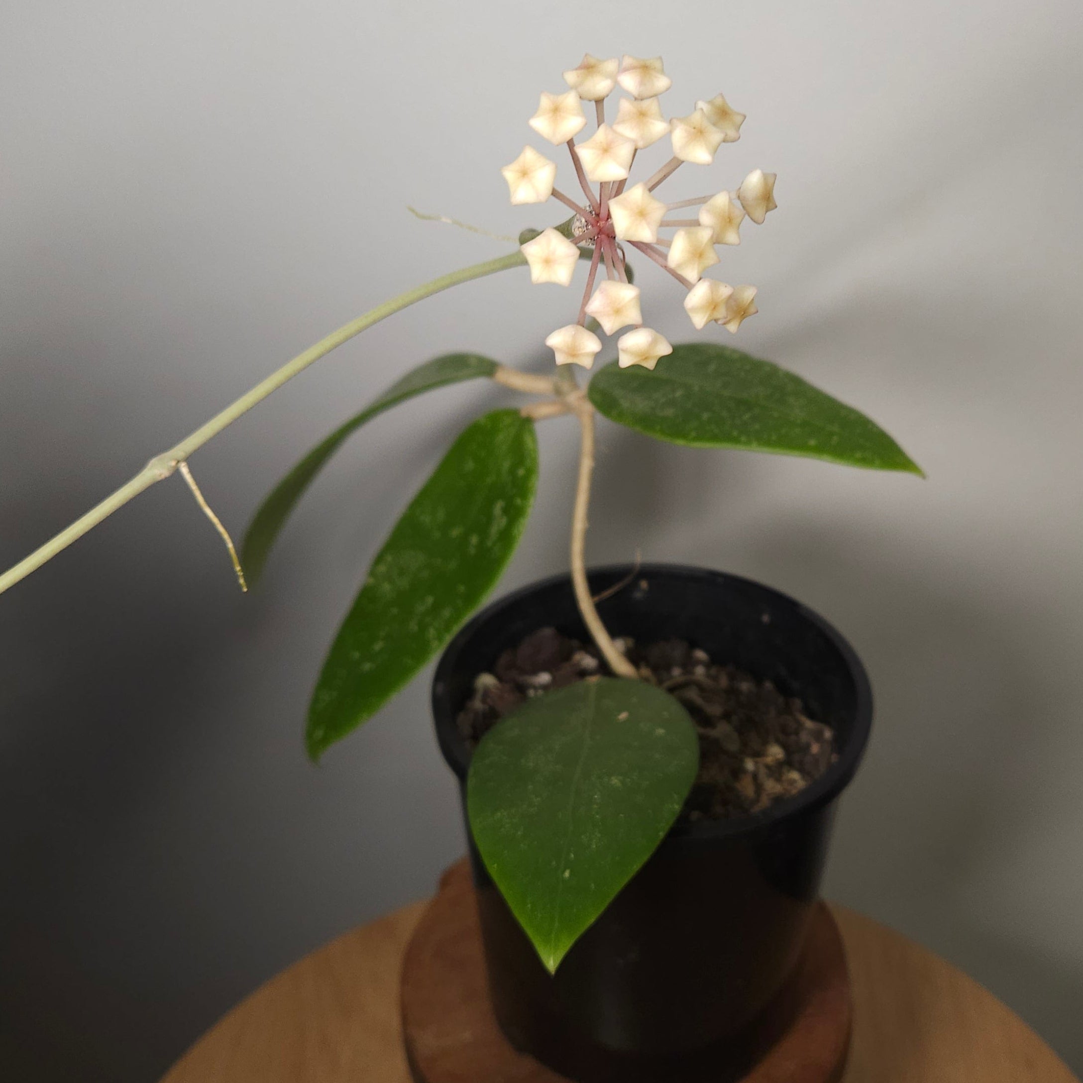 Hoya Ko Chang Island – Rare Tropical Wax Plant