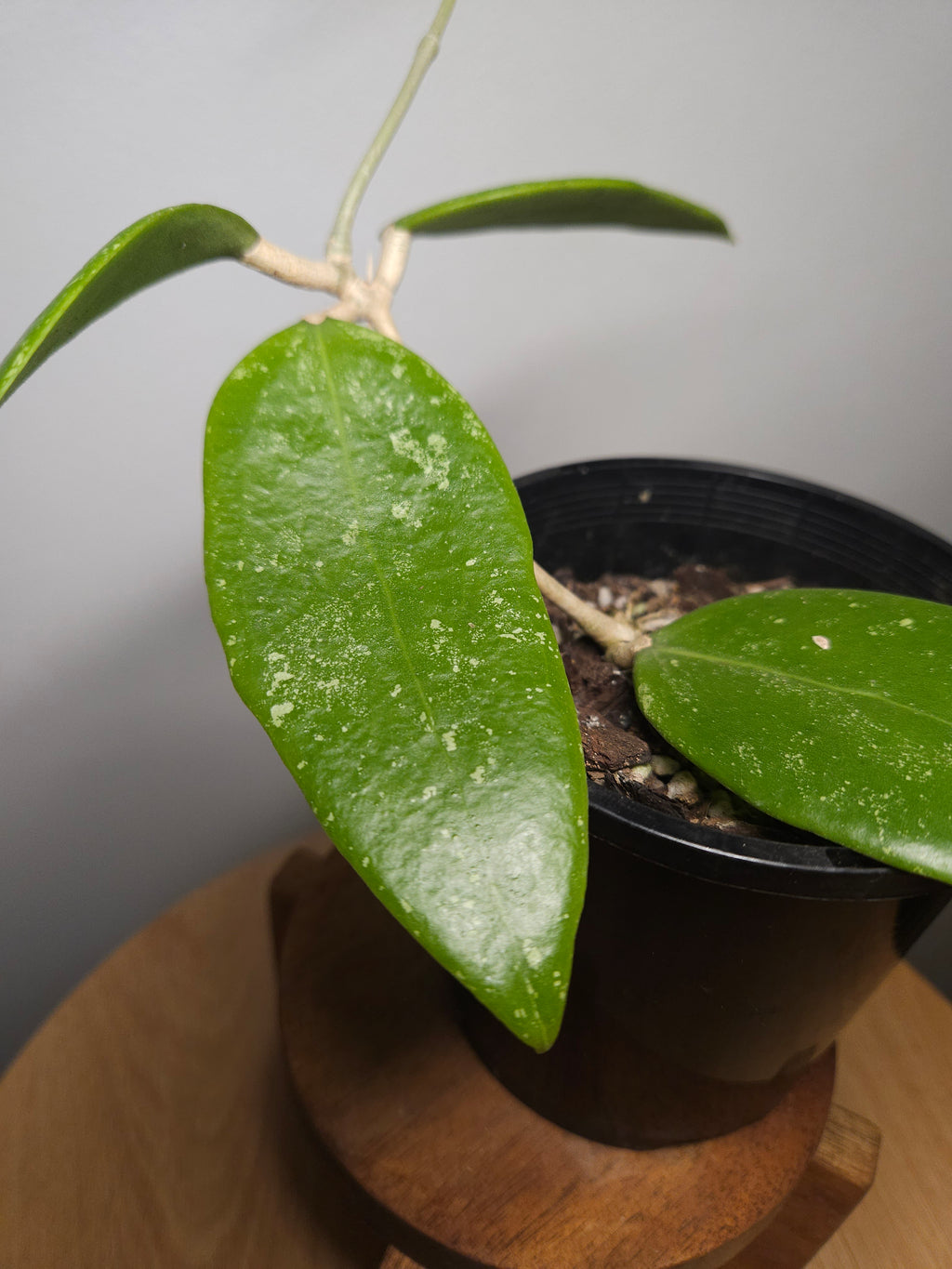 Hoya Ko Chang Island – Rare Tropical Wax Plant